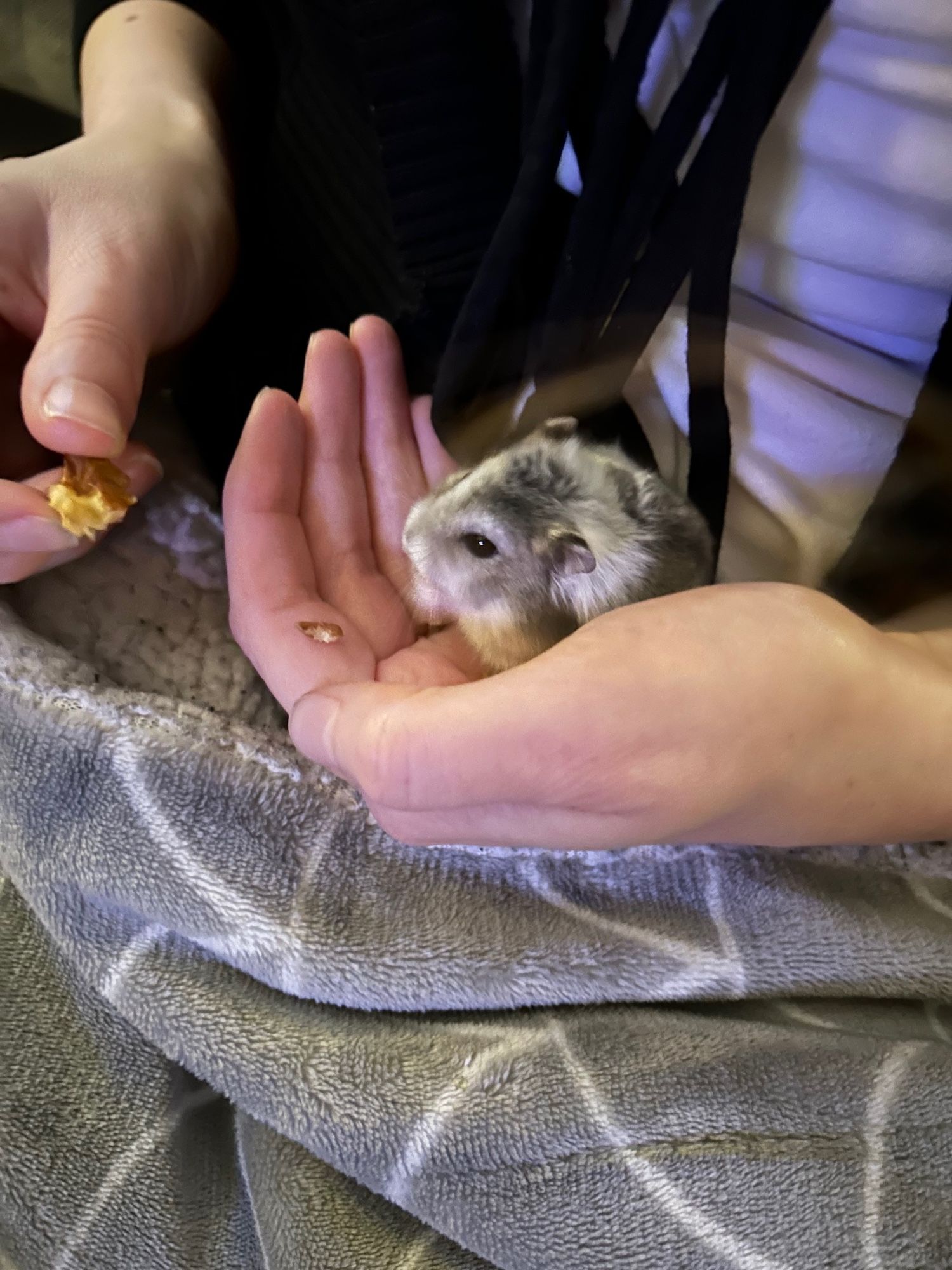 A Russian Dwarf hamster chilling out on the owner’s hand.