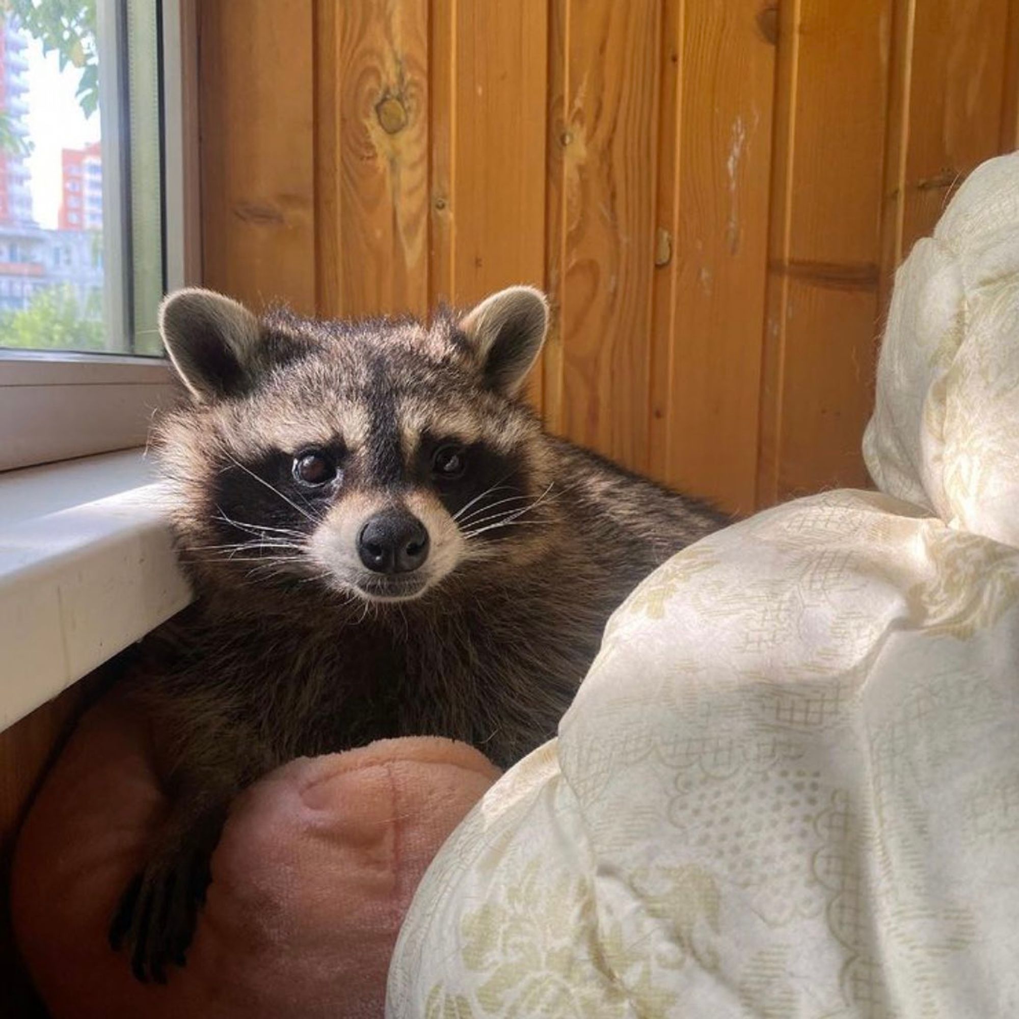 An adorable raccoon.