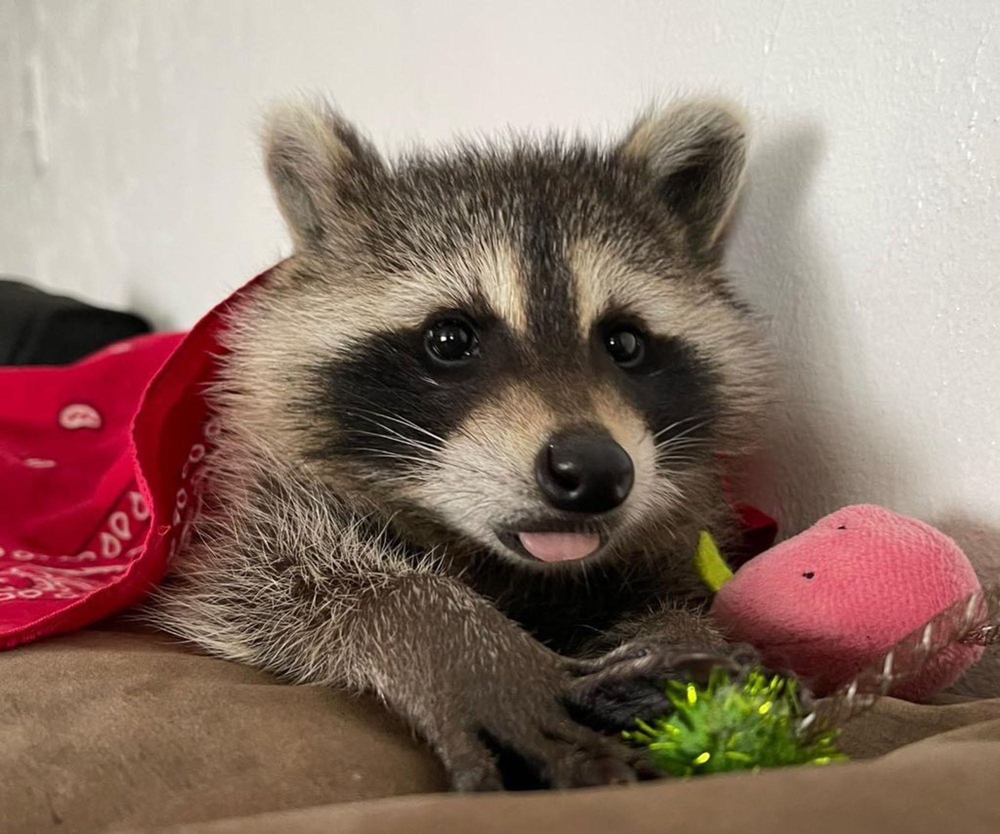 An adorable raccoon.