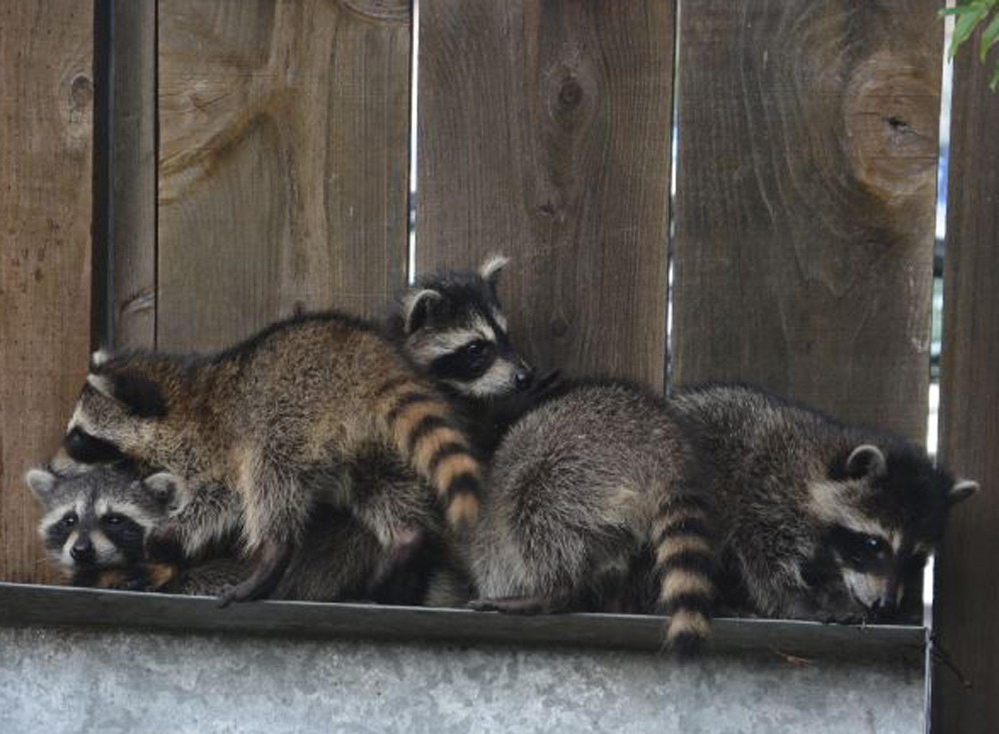 An adorable raccoon.