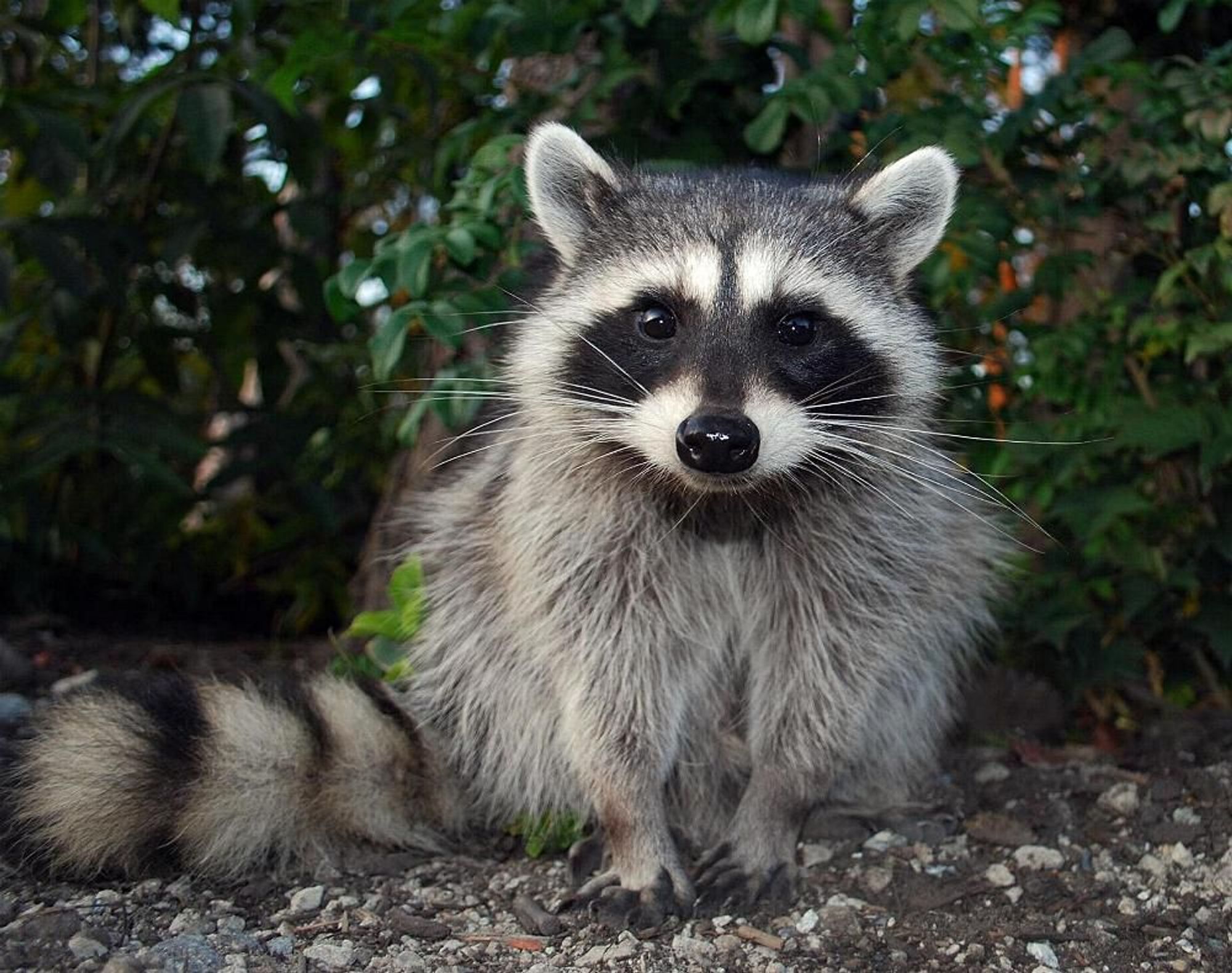 An adorable raccoon.