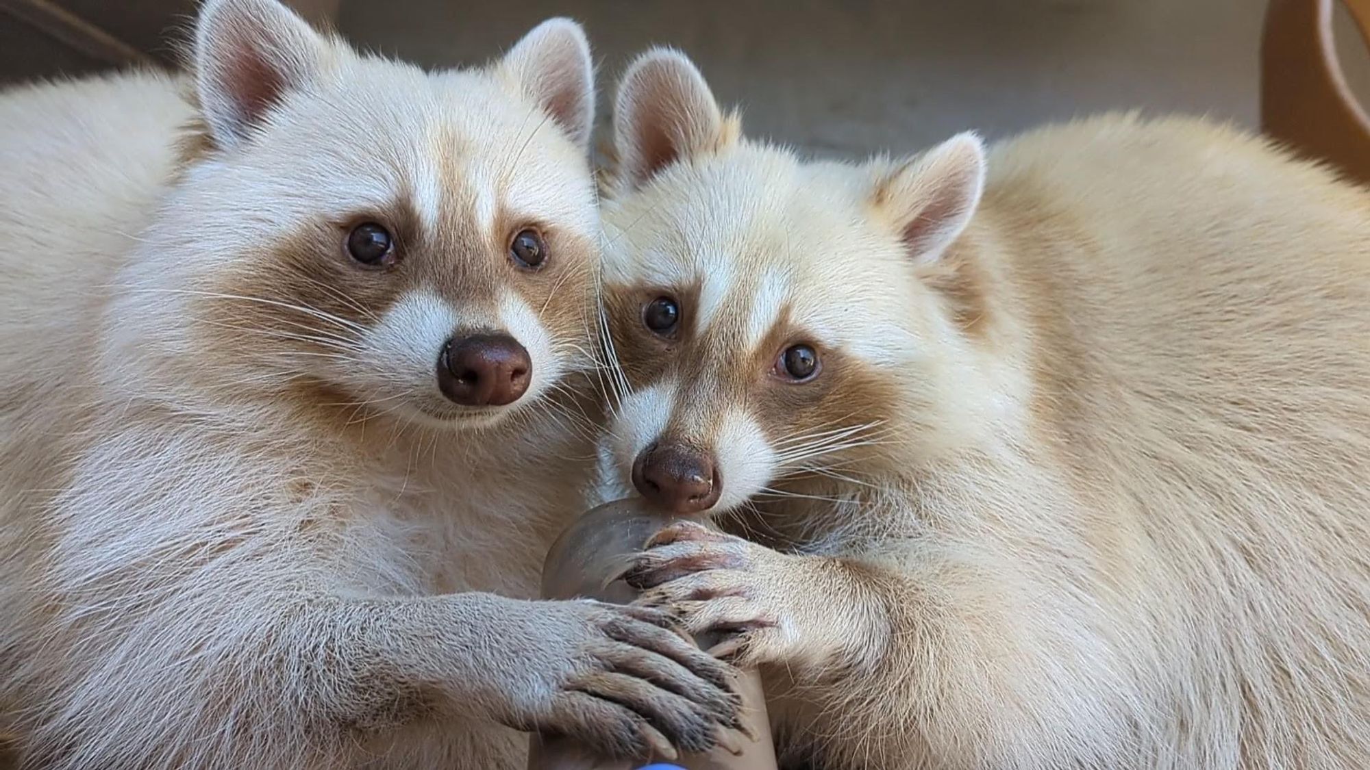 An adorable raccoon.