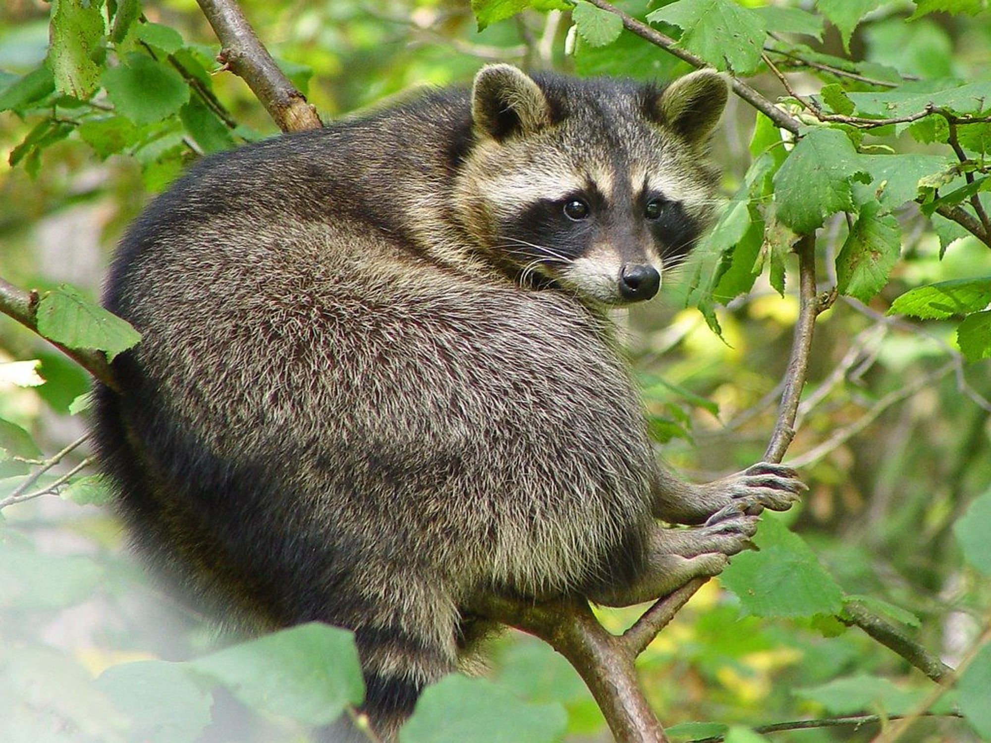 An adorable raccoon.