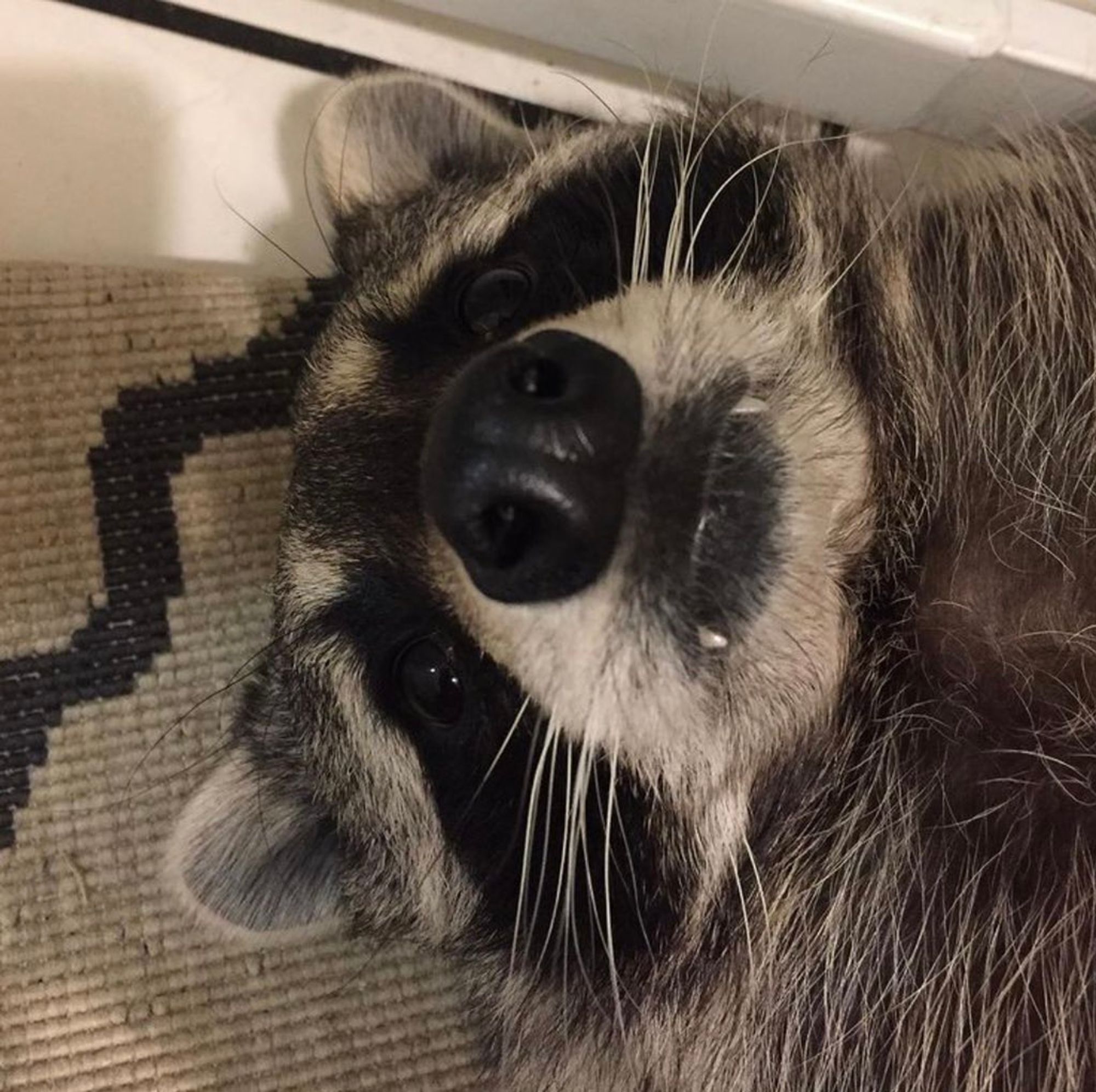 An adorable raccoon.