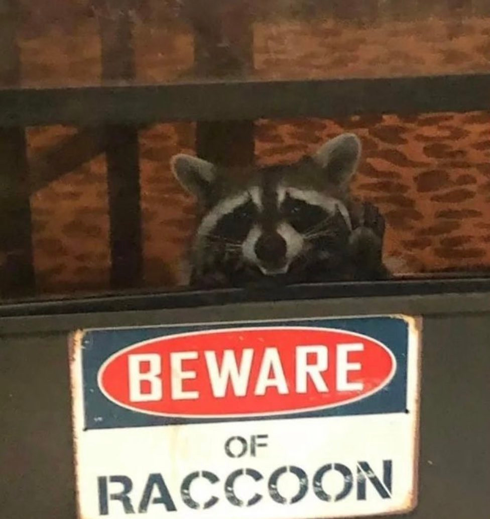 An adorable raccoon.