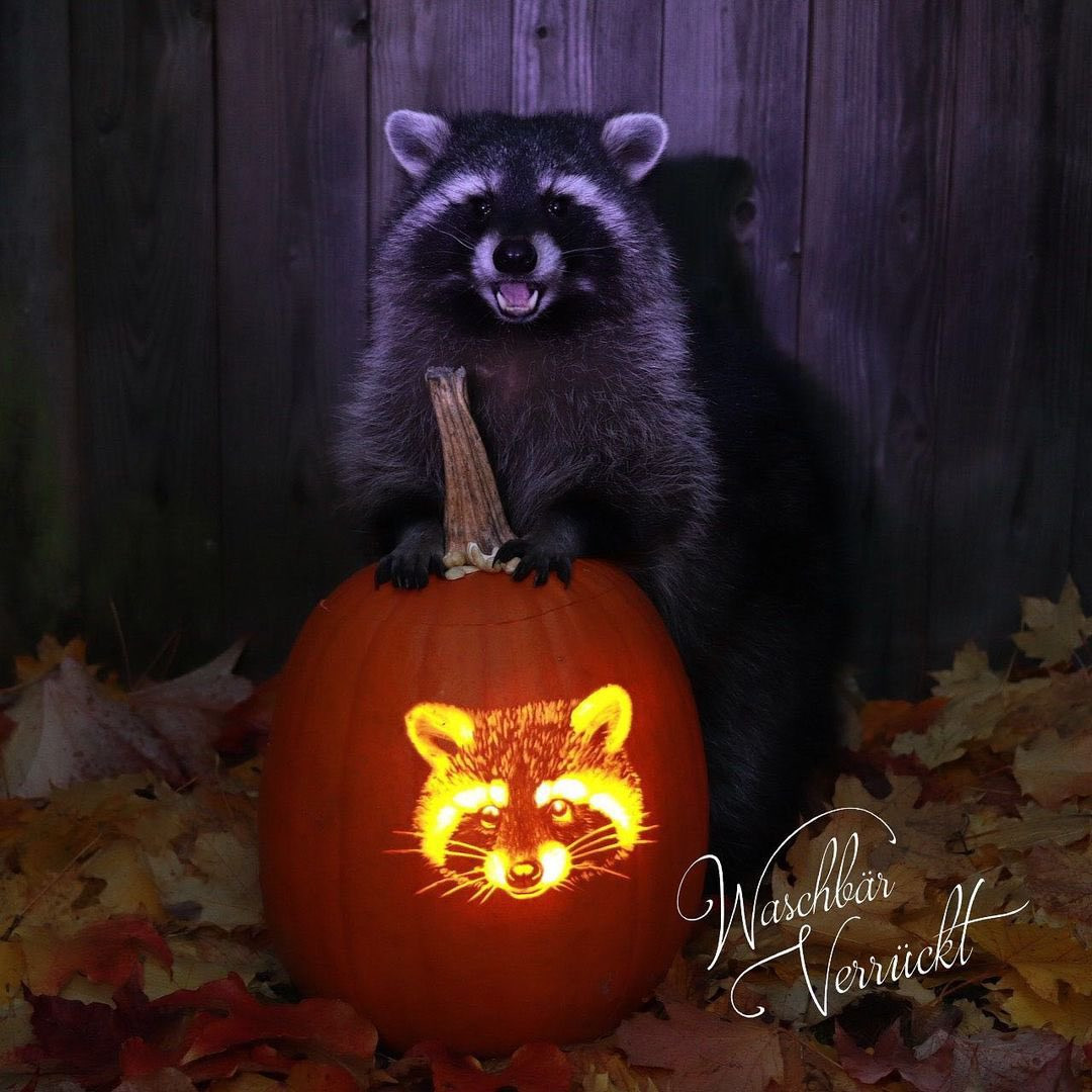 An adorable raccoon.