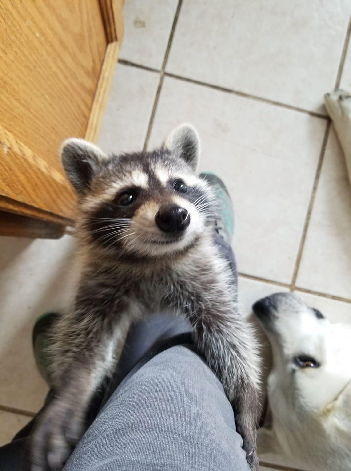 An adorable raccoon.