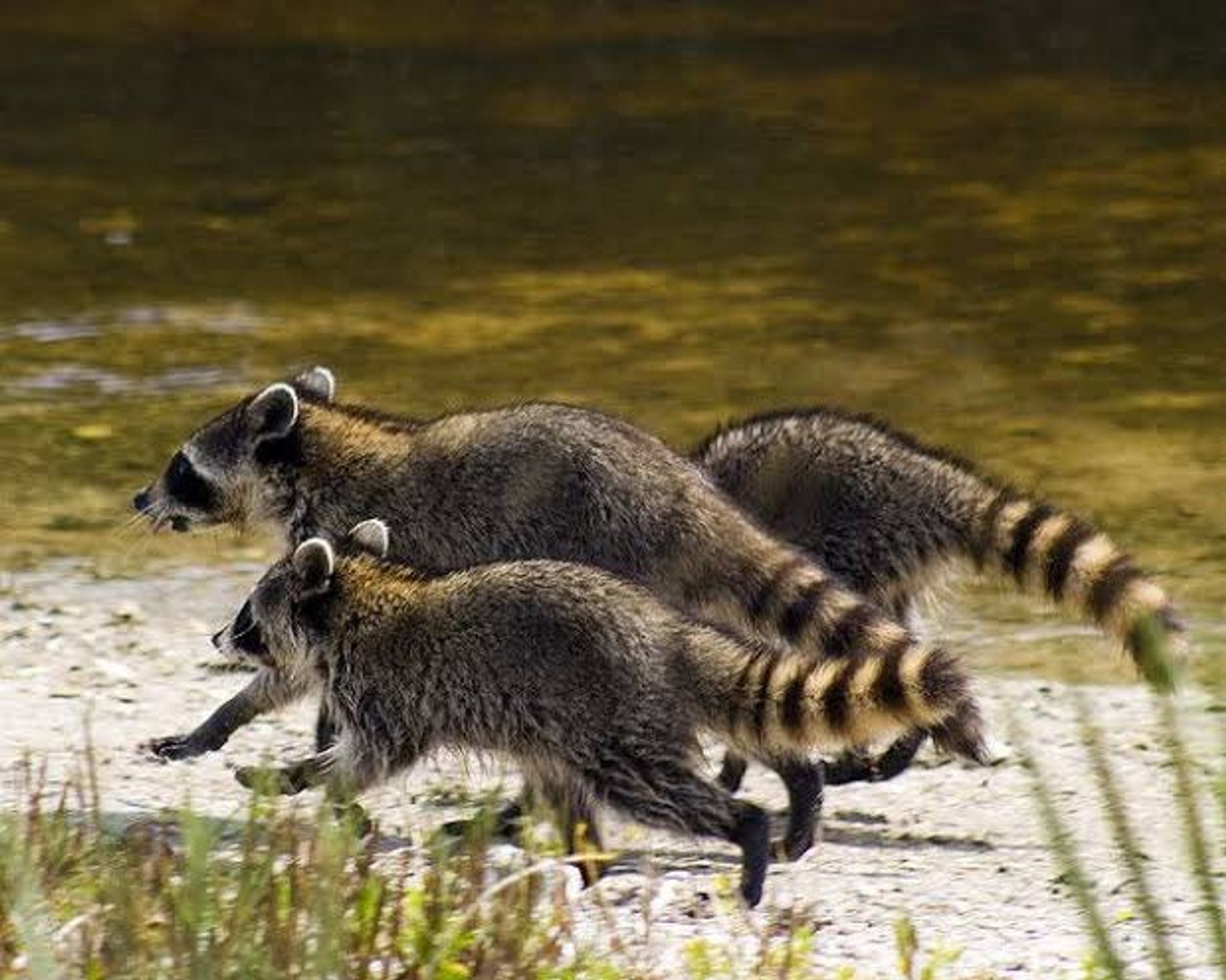 An adorable raccoon.