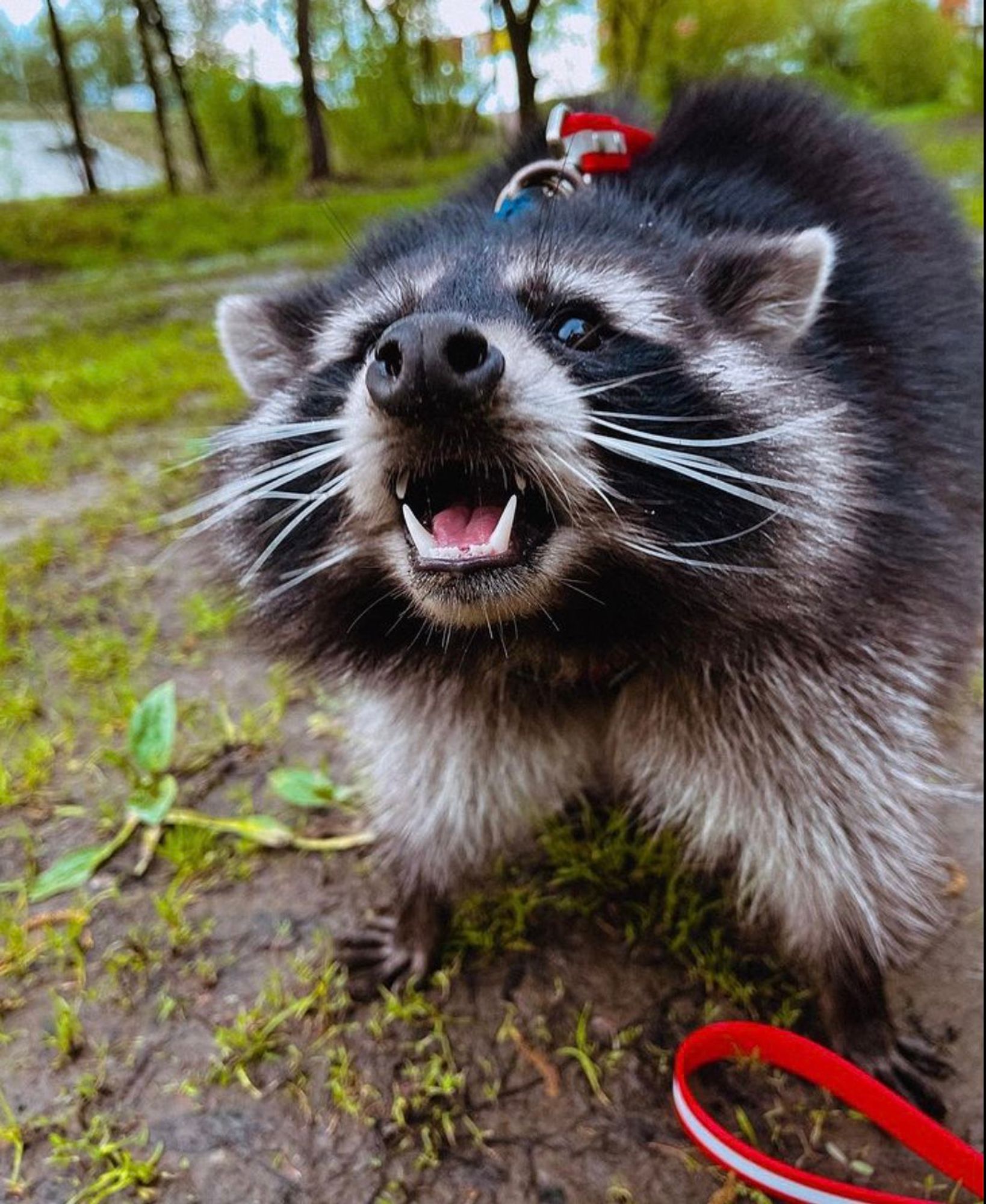 An adorable raccoon.