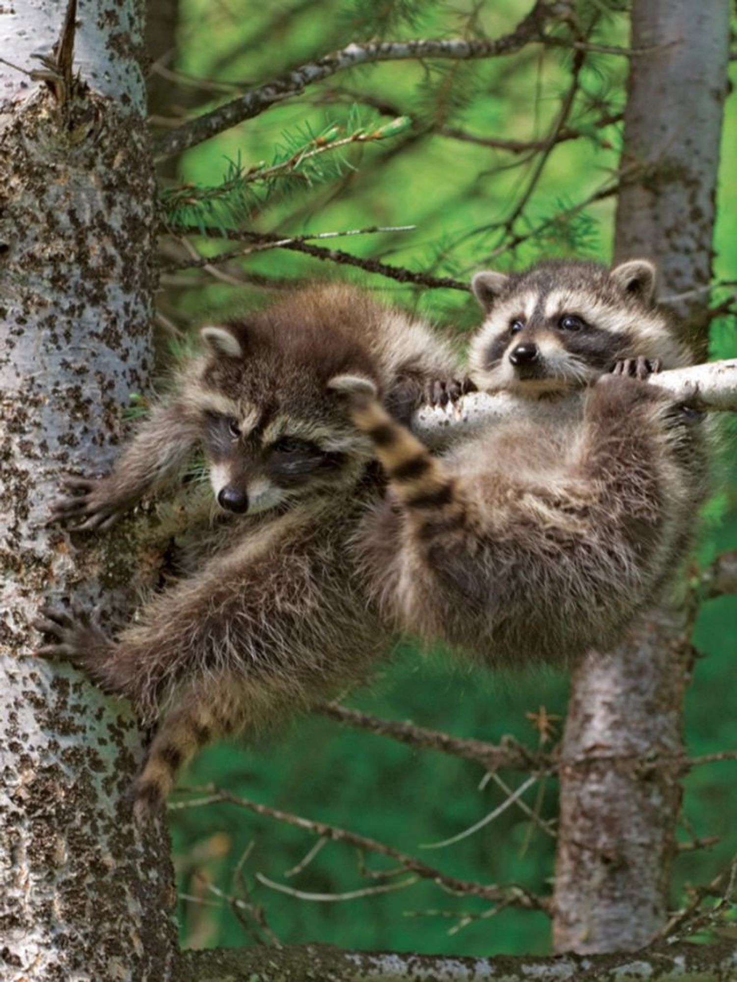 An adorable raccoon.