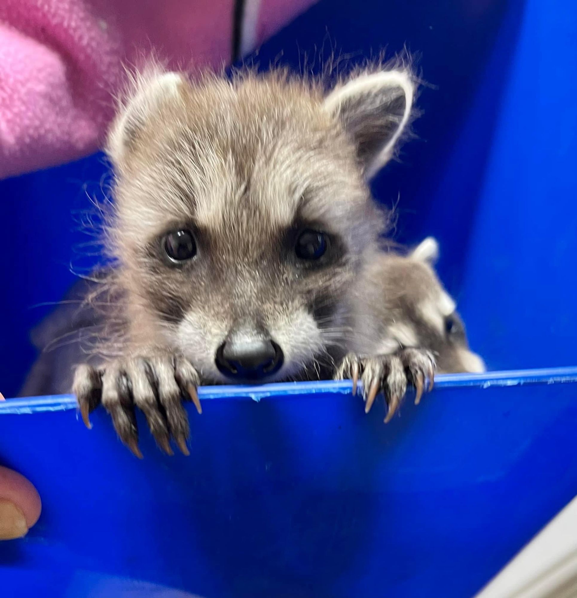 An adorable raccoon.