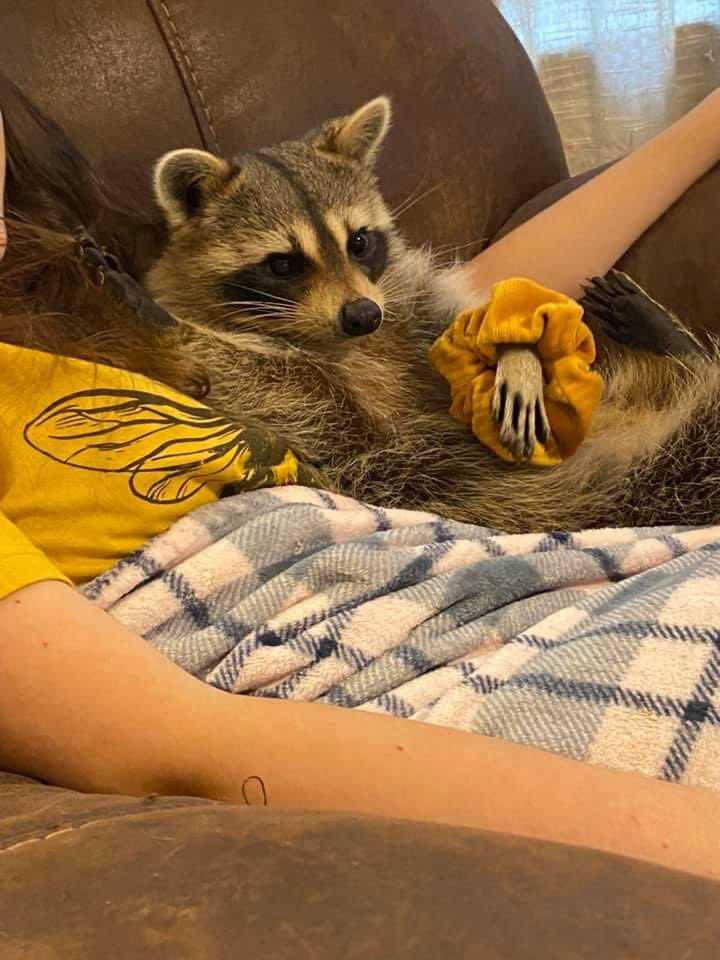 An adorable raccoon.