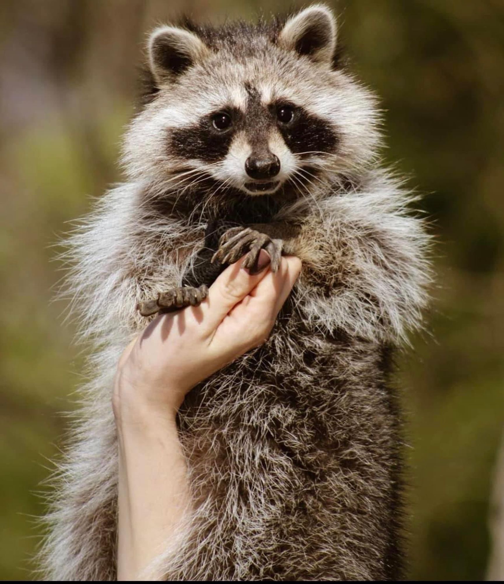 An adorable raccoon.