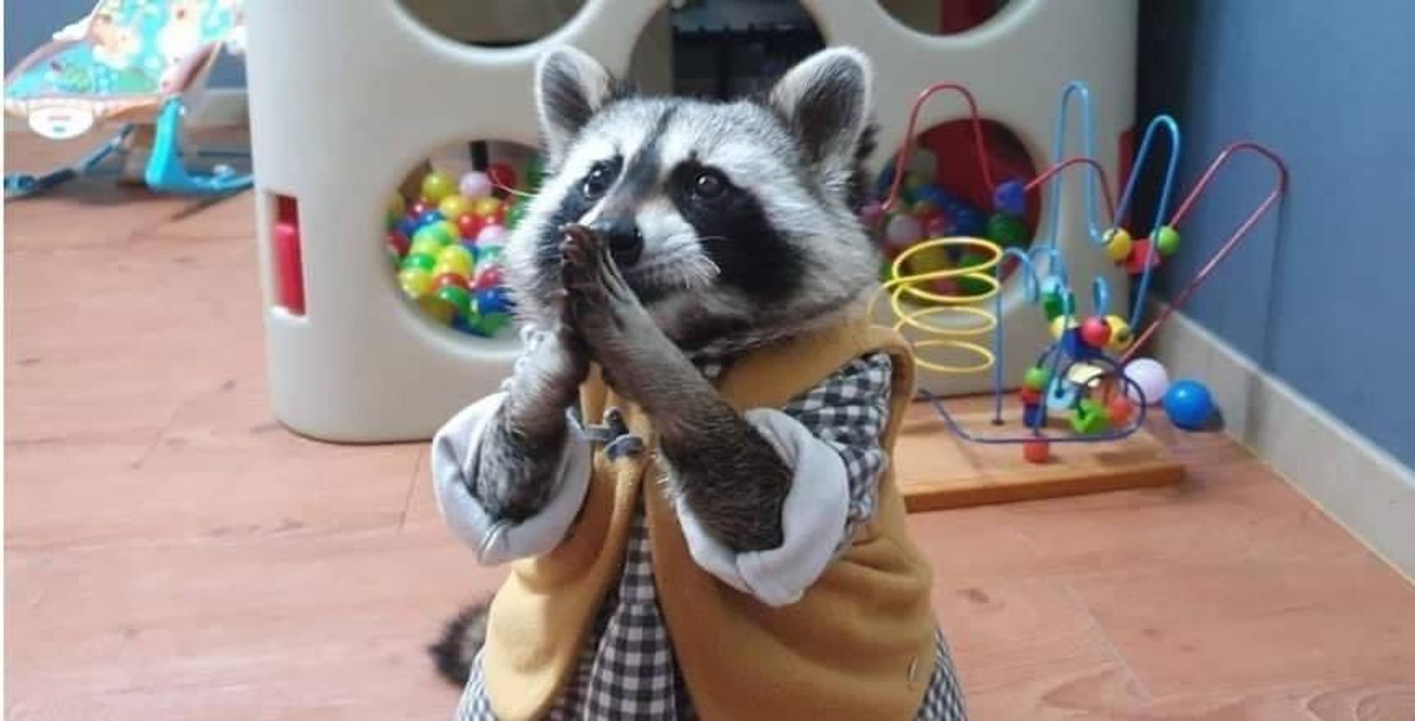 An adorable raccoon.