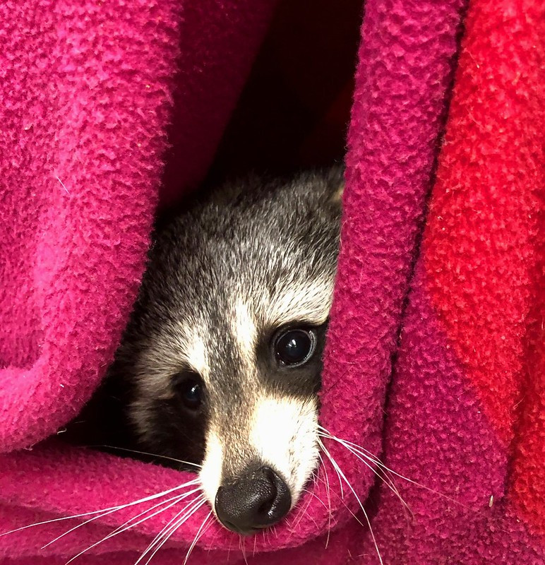 An adorable raccoon.