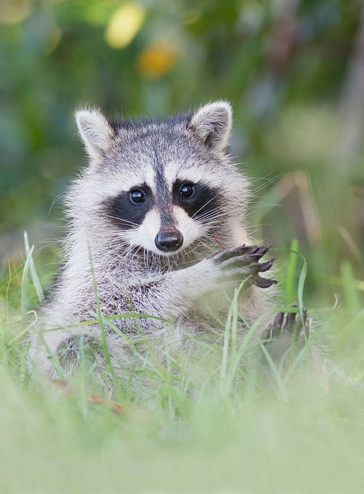 An adorable raccoon.