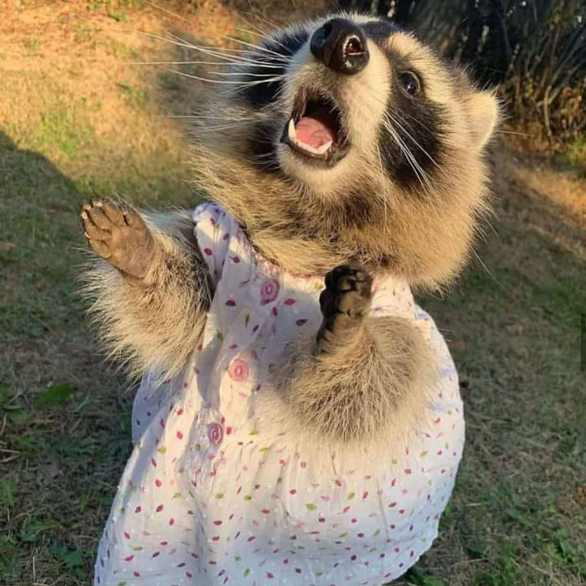 An adorable raccoon.