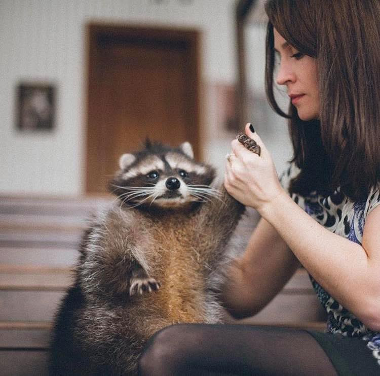 An adorable raccoon.