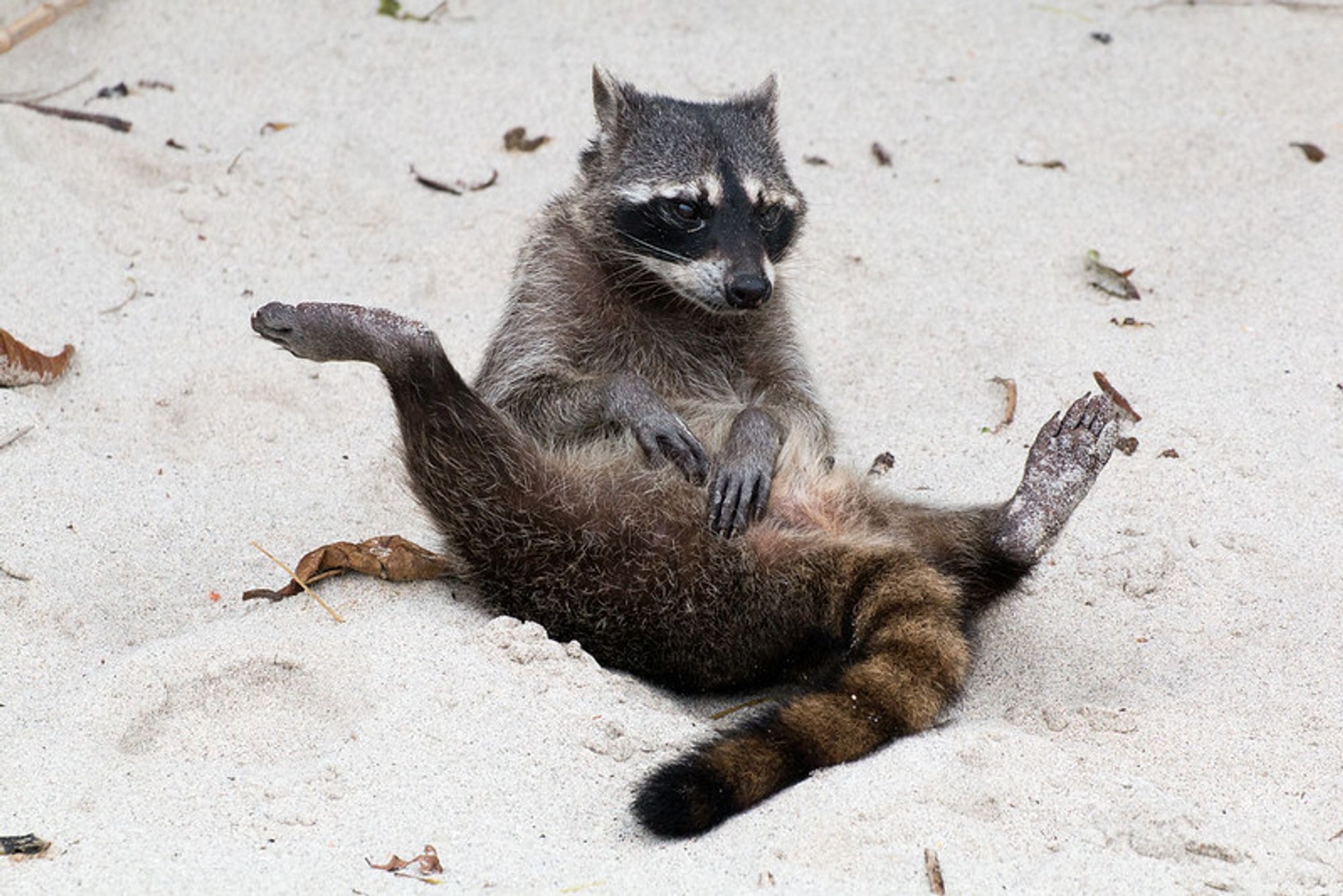 An adorable raccoon.