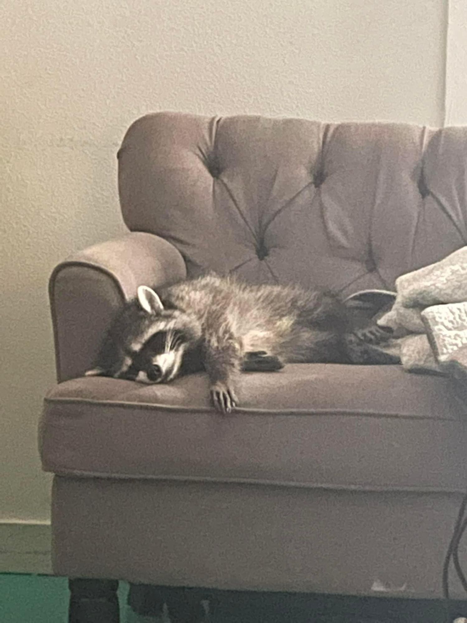 An adorable raccoon.