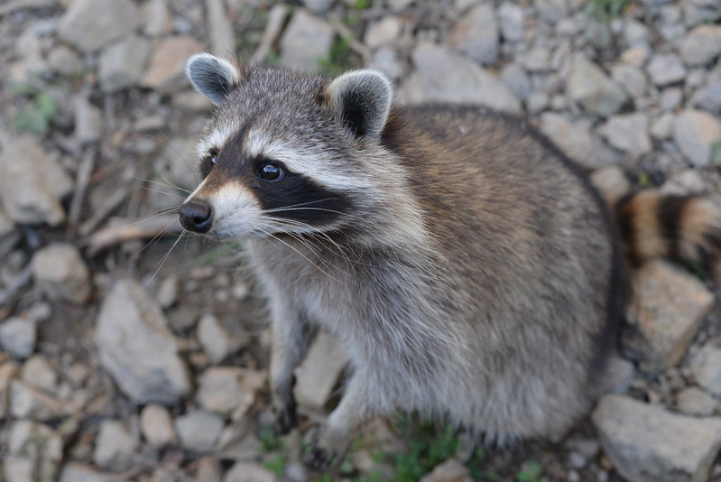 An adorable raccoon.