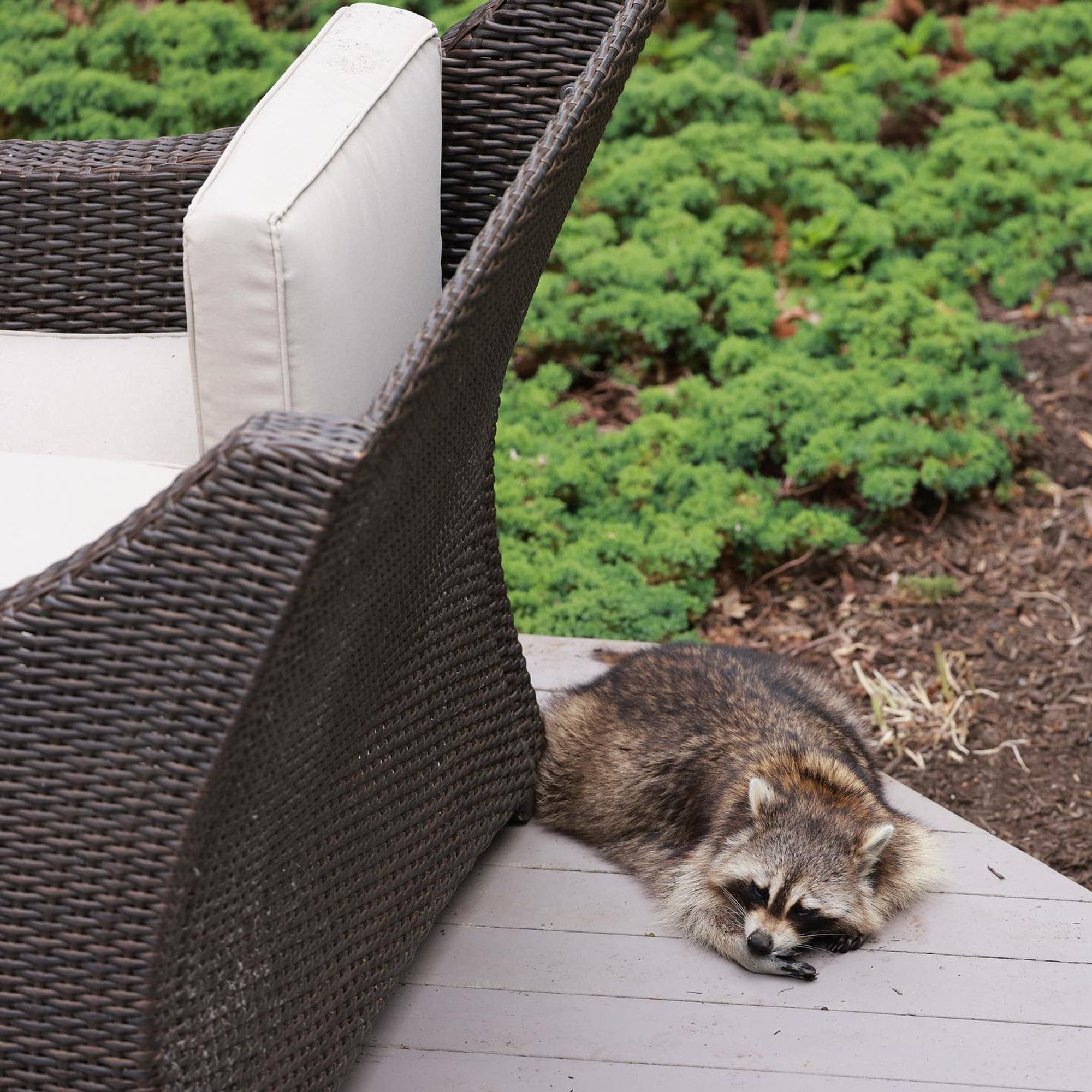 An adorable raccoon.