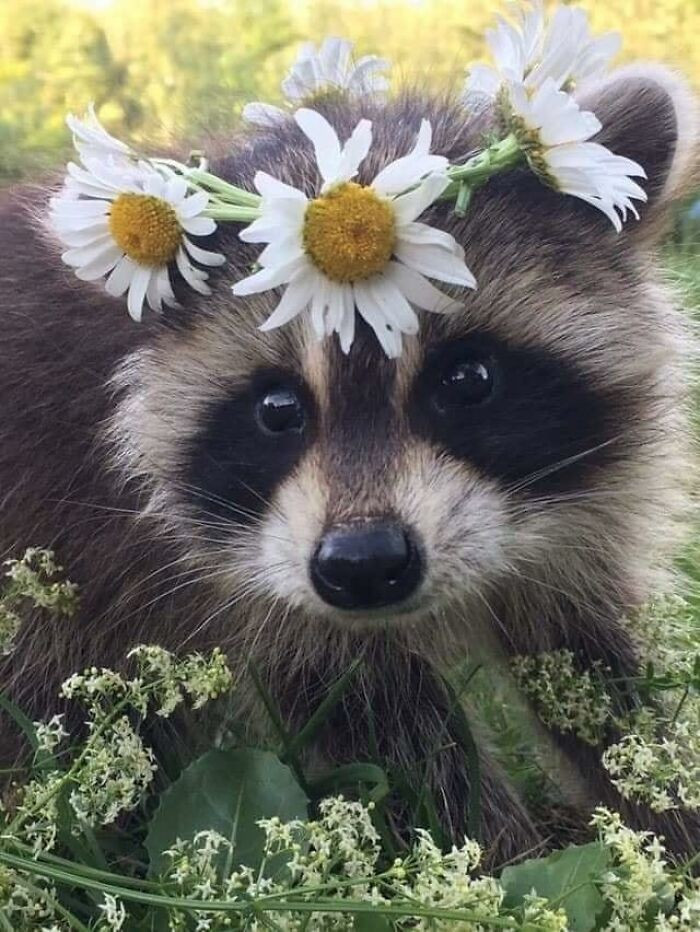 An adorable raccoon.