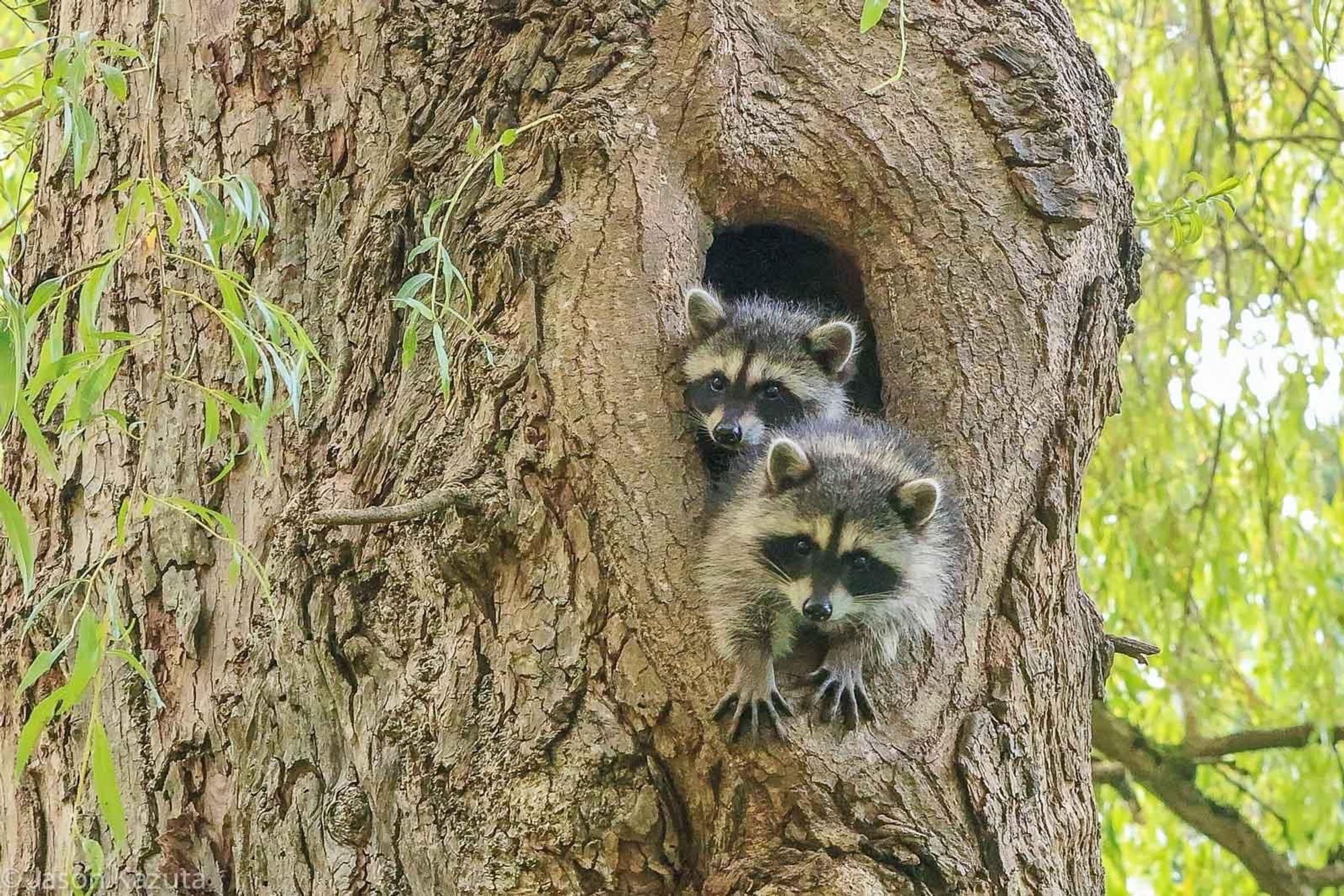 An adorable raccoon.