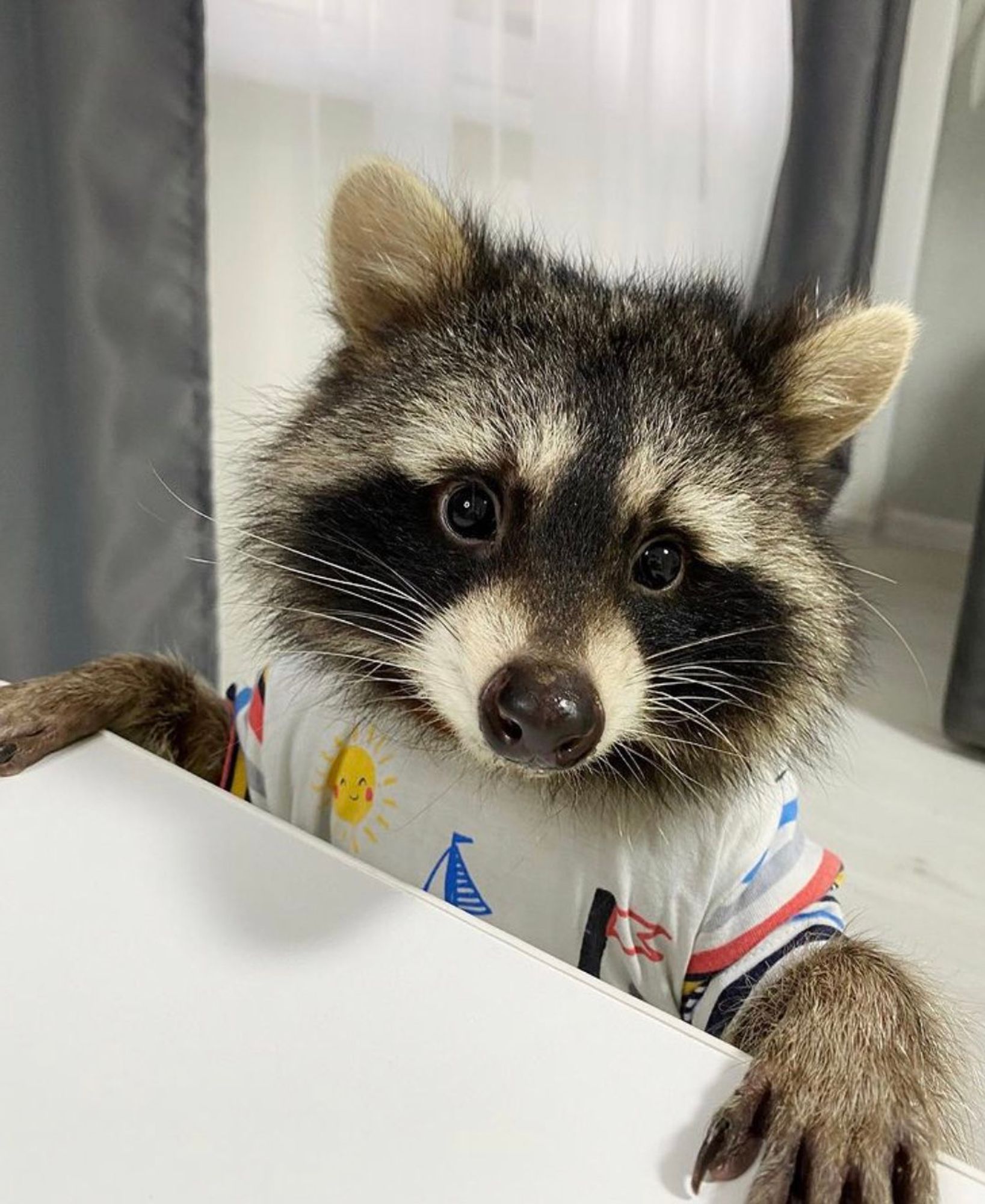 An adorable raccoon.