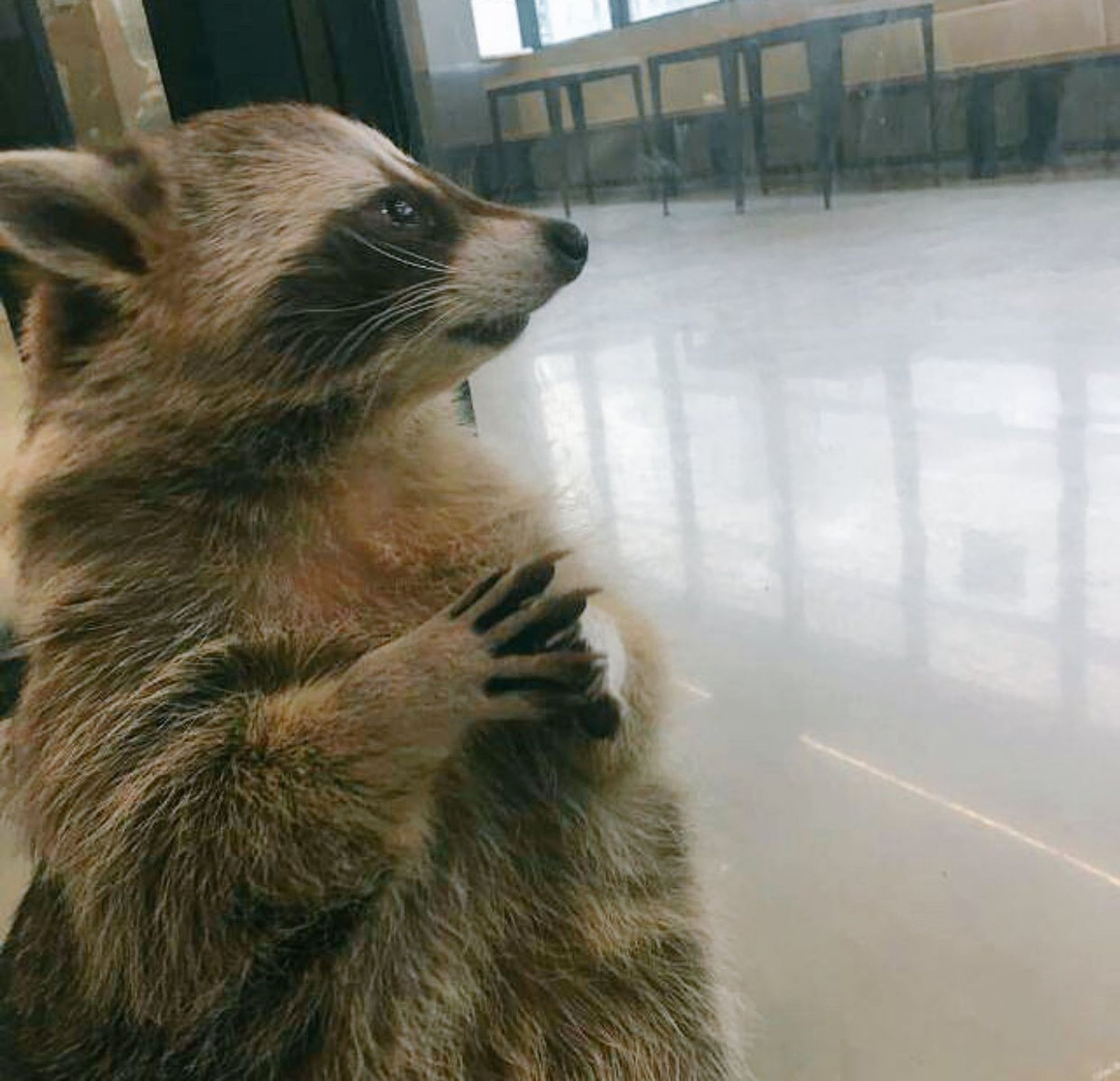 An adorable raccoon.