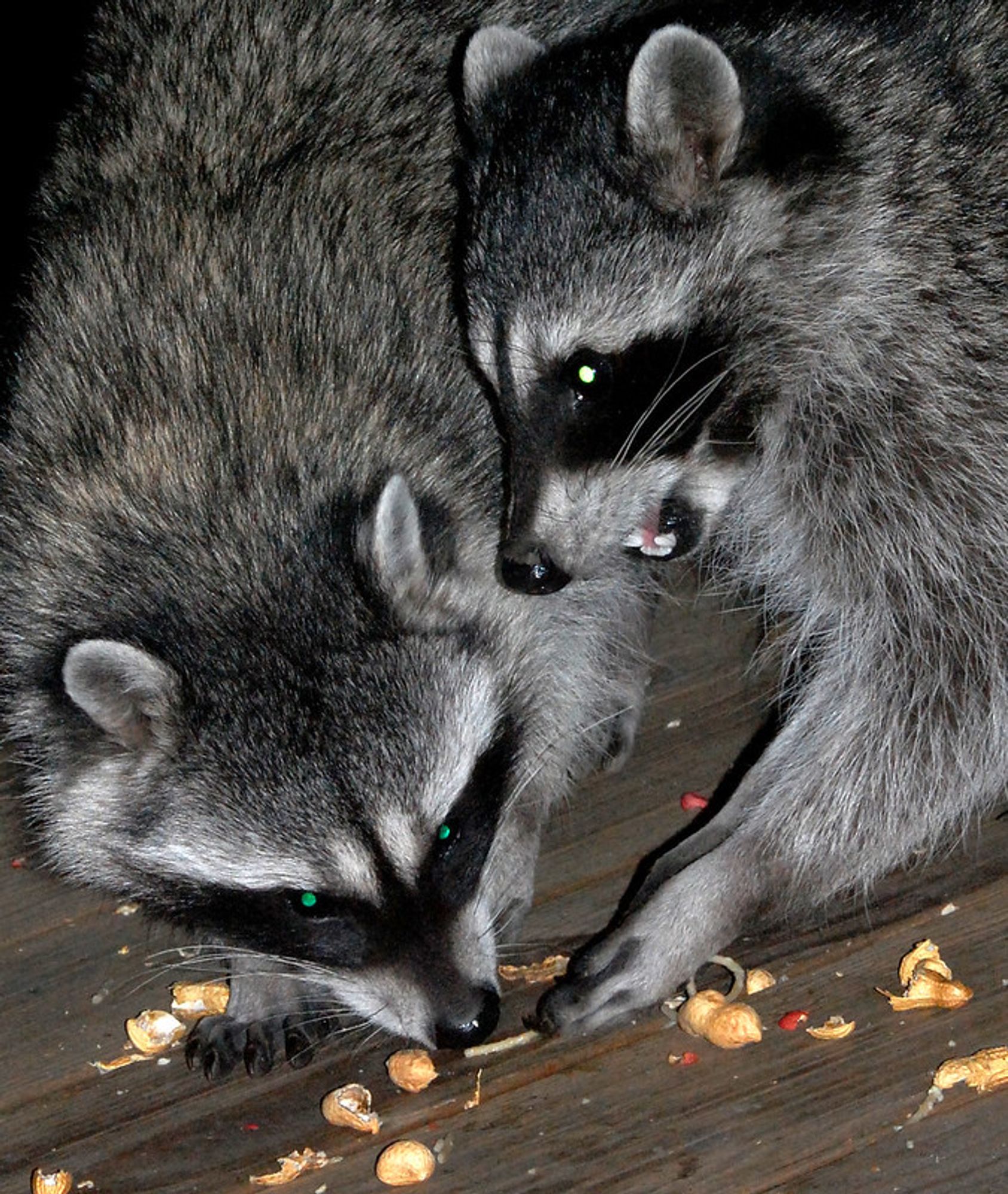 An adorable raccoon.