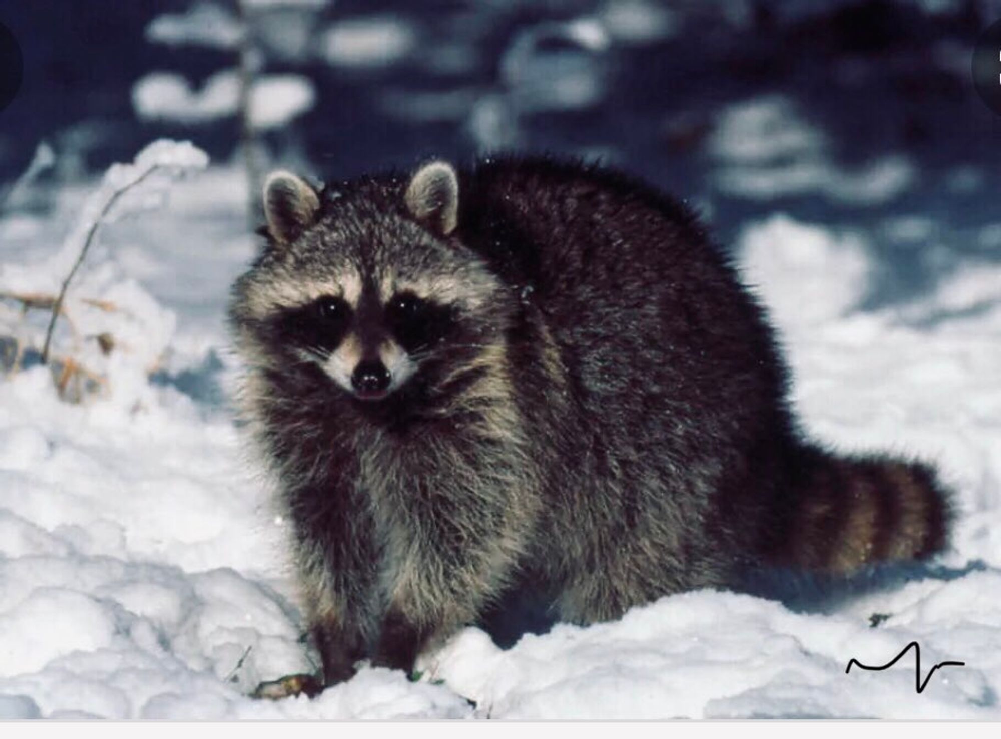 An adorable raccoon.