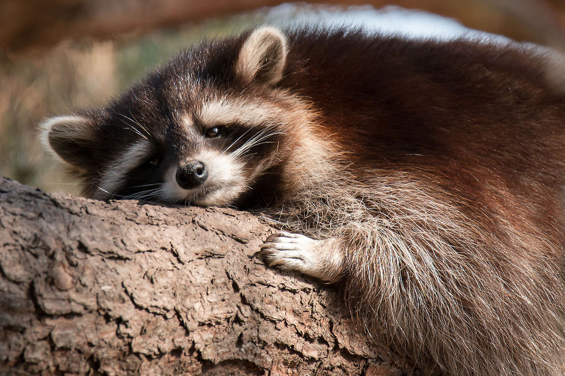 An adorable raccoon.