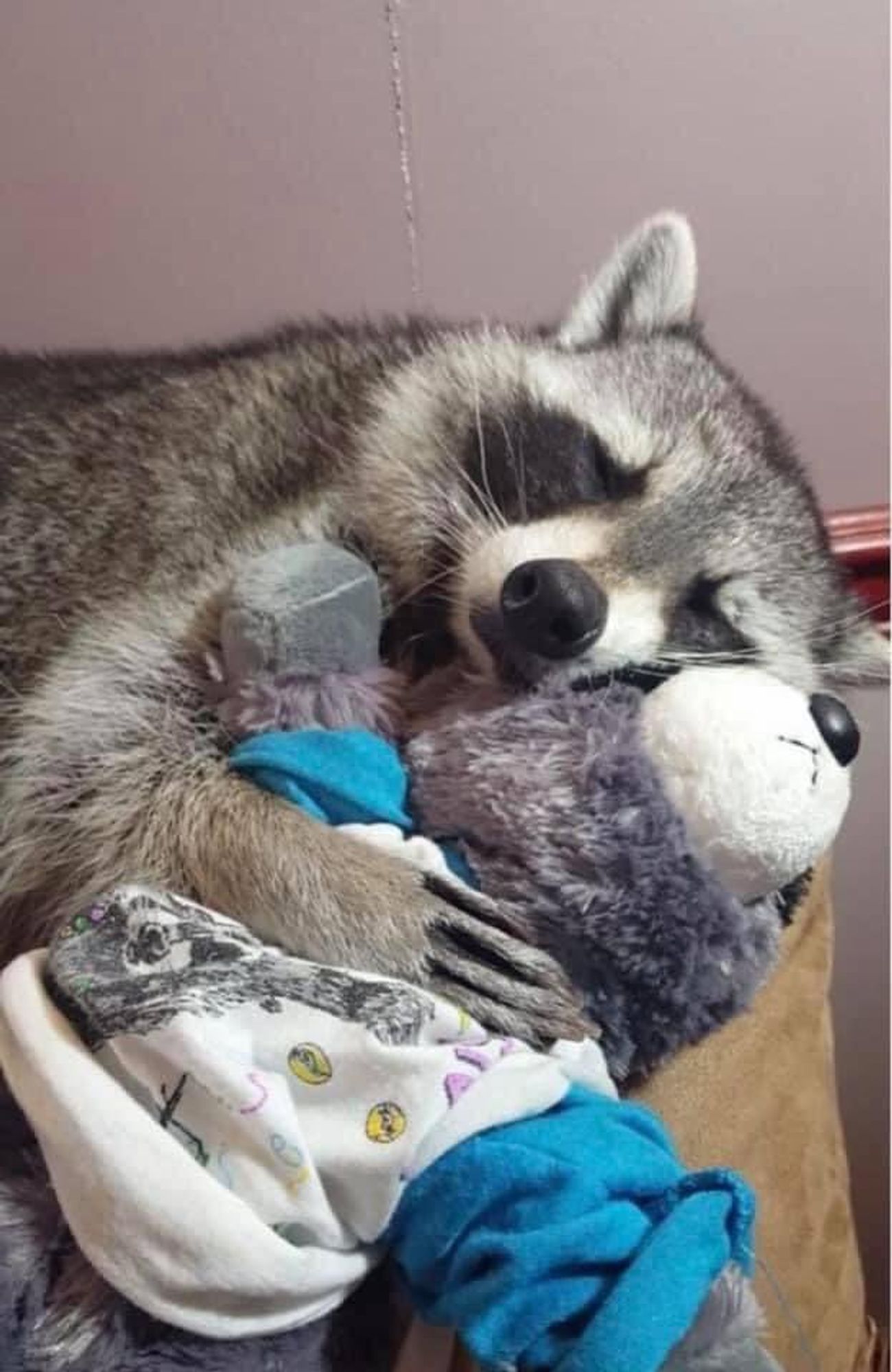 An adorable raccoon.