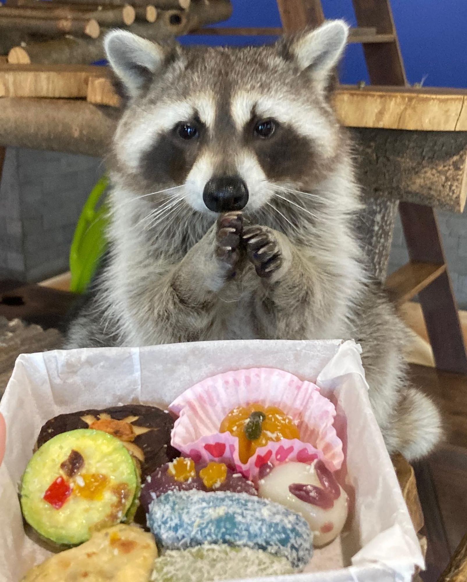 An adorable raccoon.