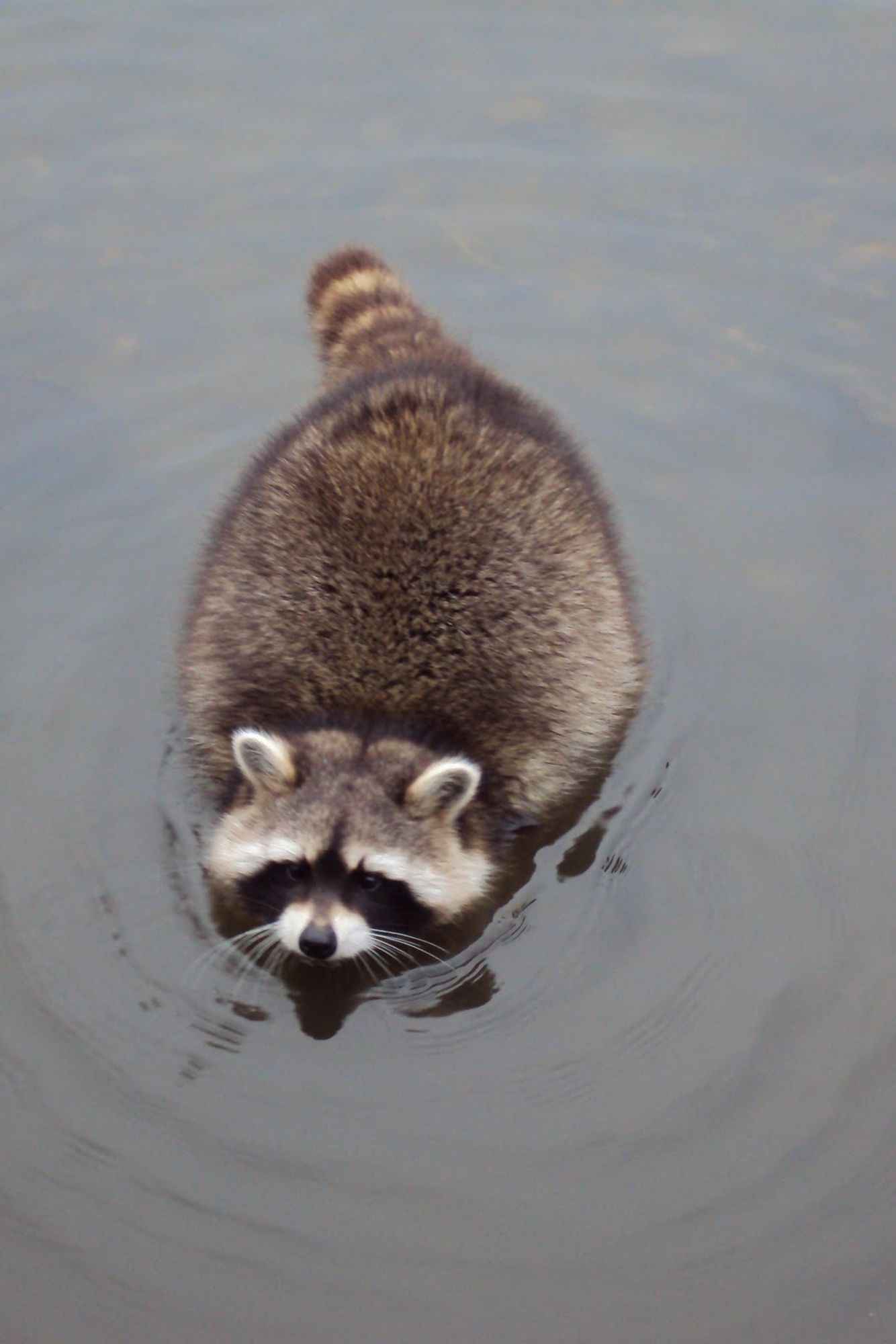 An adorable raccoon.