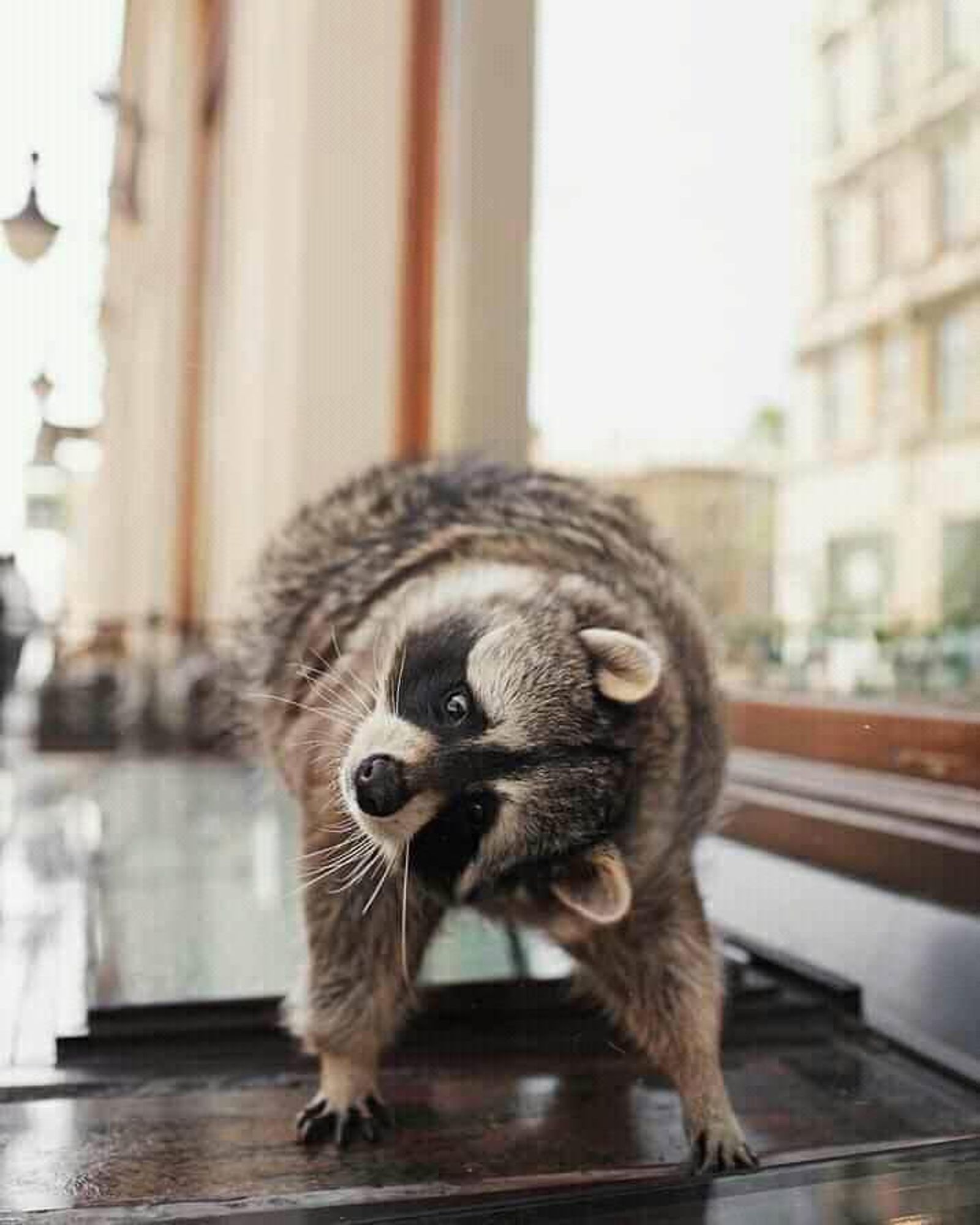 An adorable raccoon.