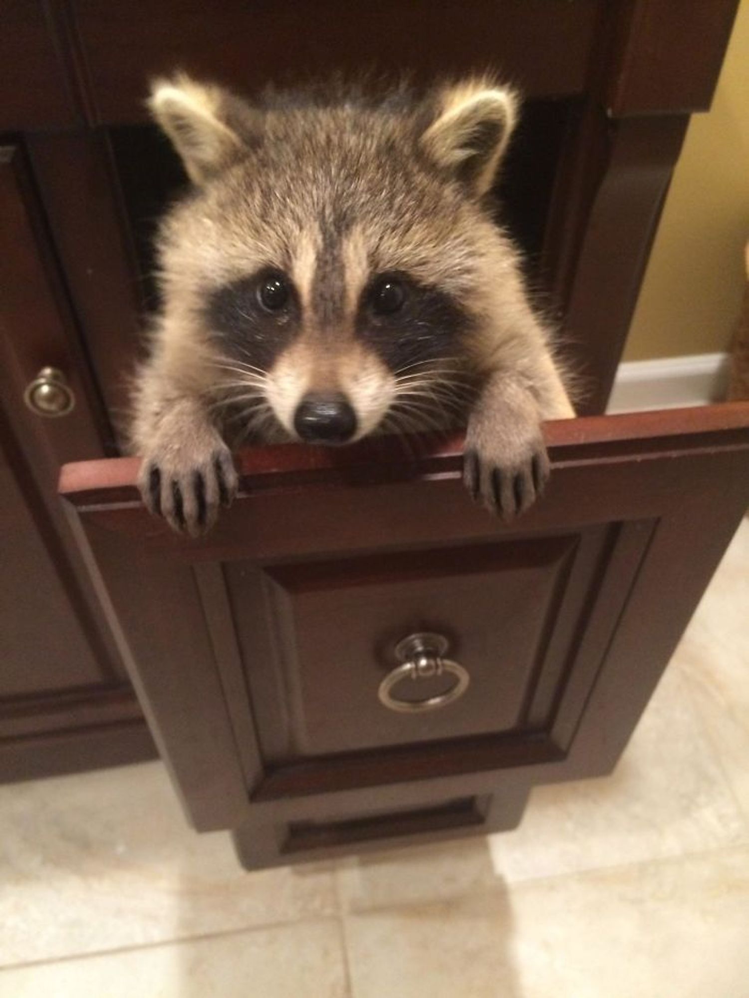 An adorable raccoon.