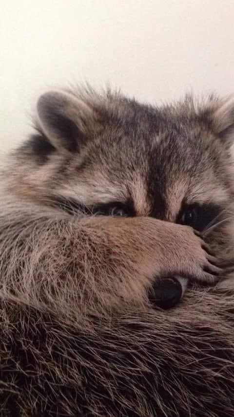 An adorable raccoon.