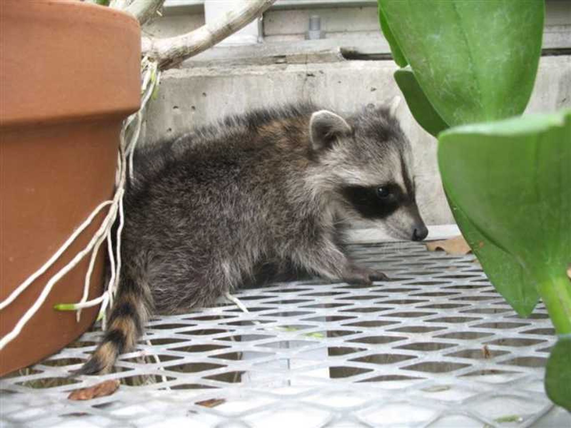 An adorable raccoon.