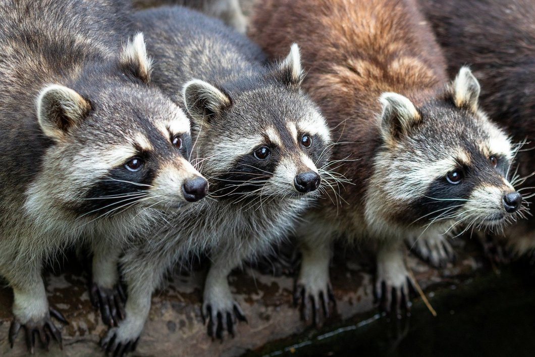 An adorable raccoon.