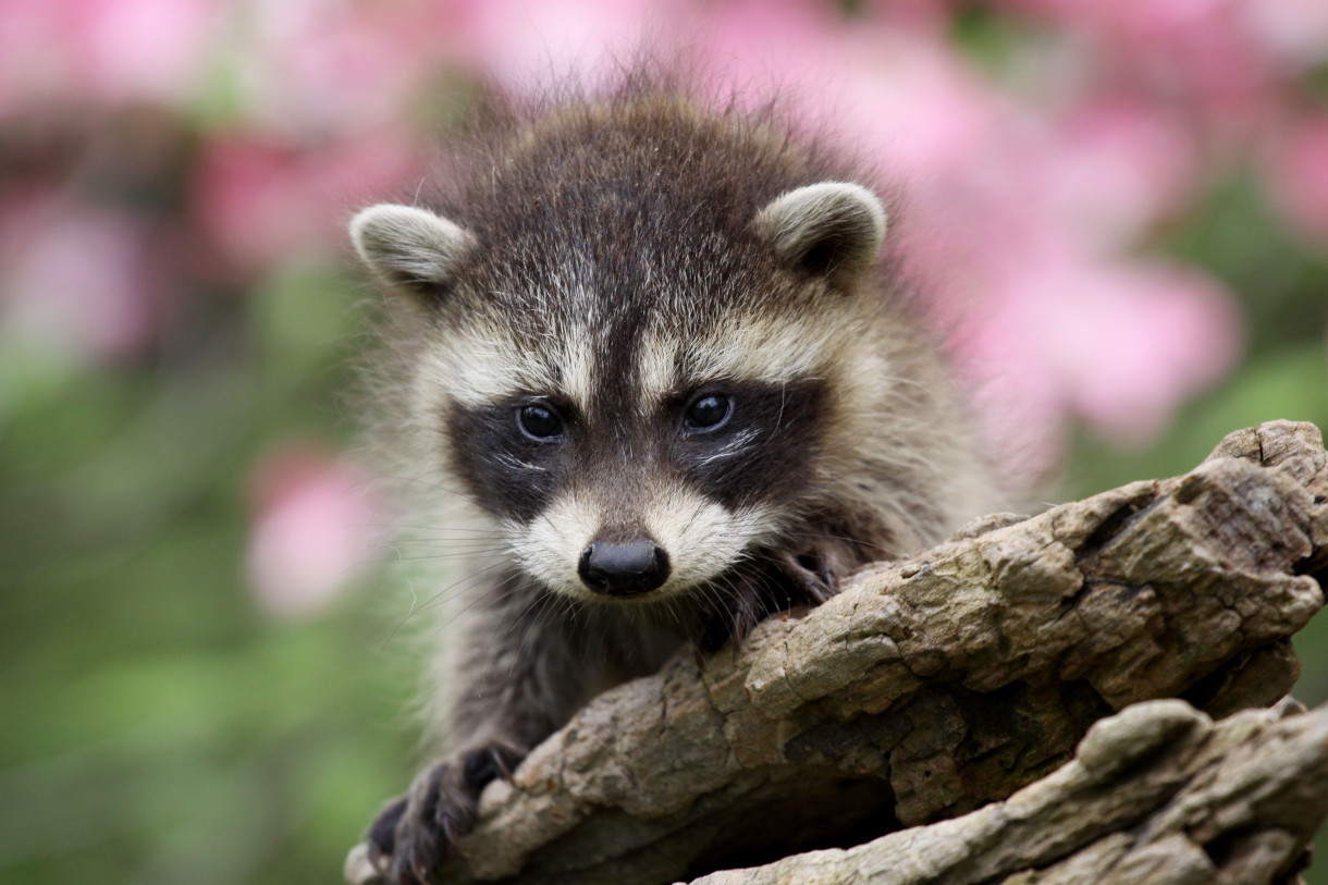 An adorable raccoon.