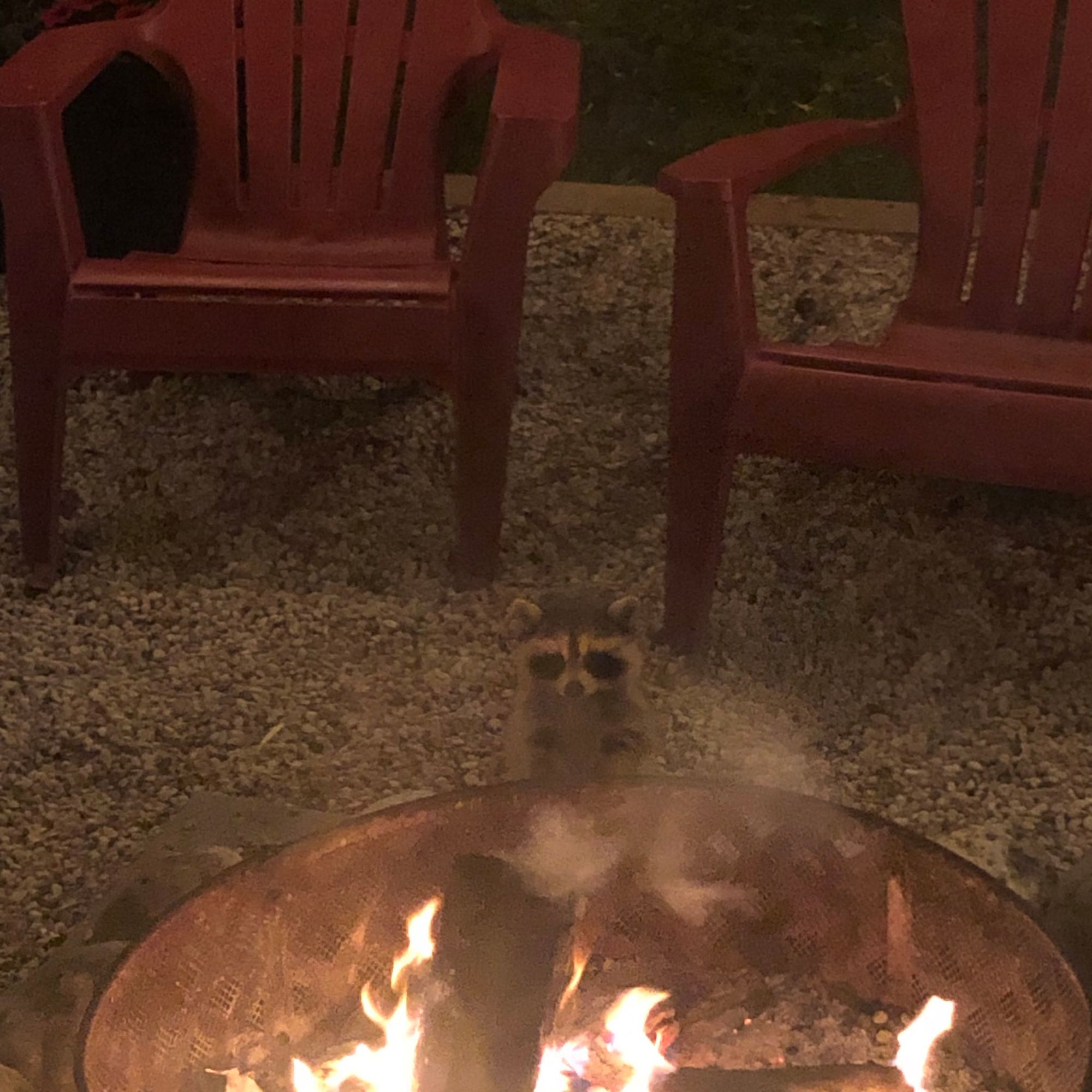 An adorable raccoon.