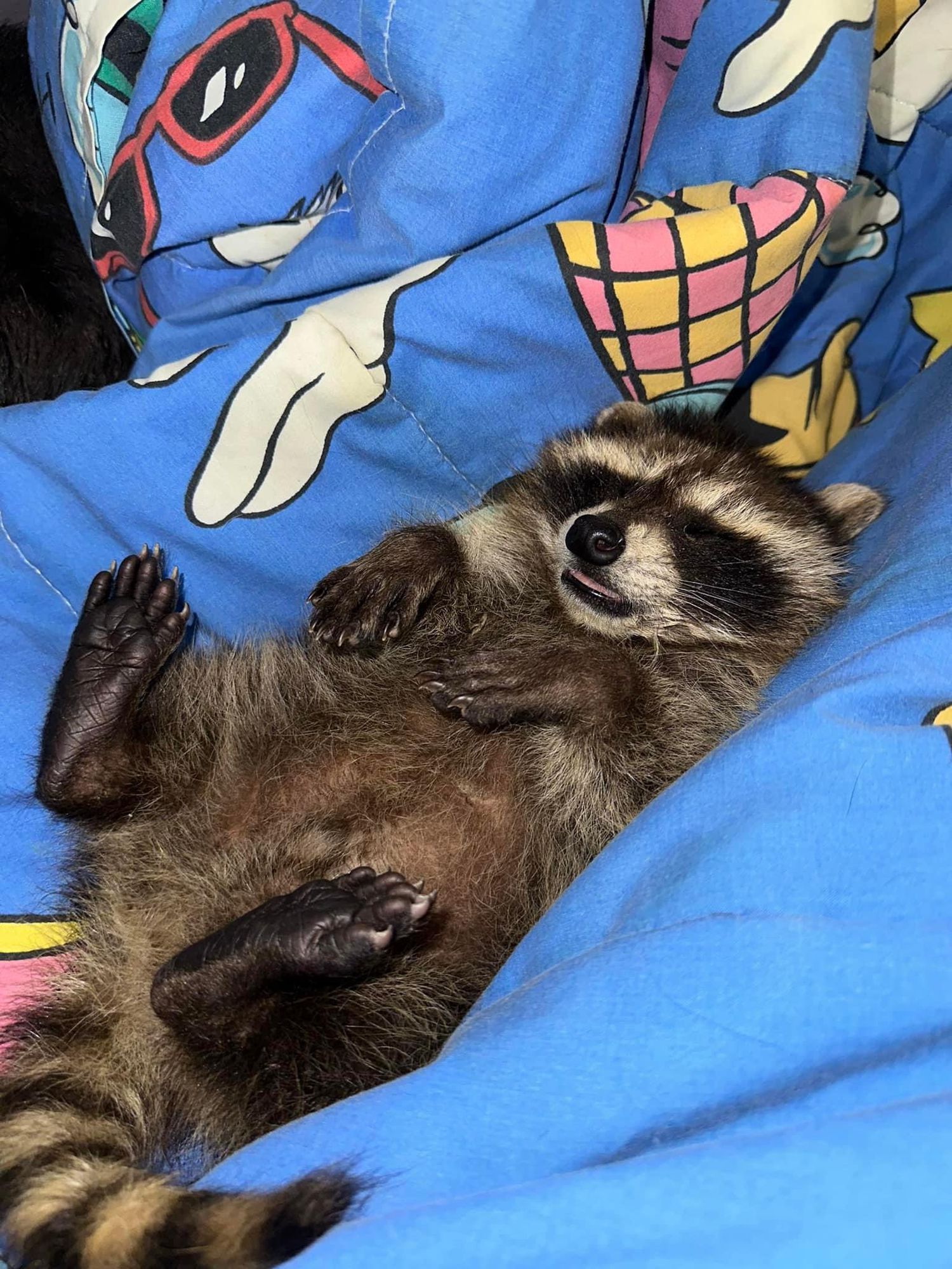 An adorable raccoon.