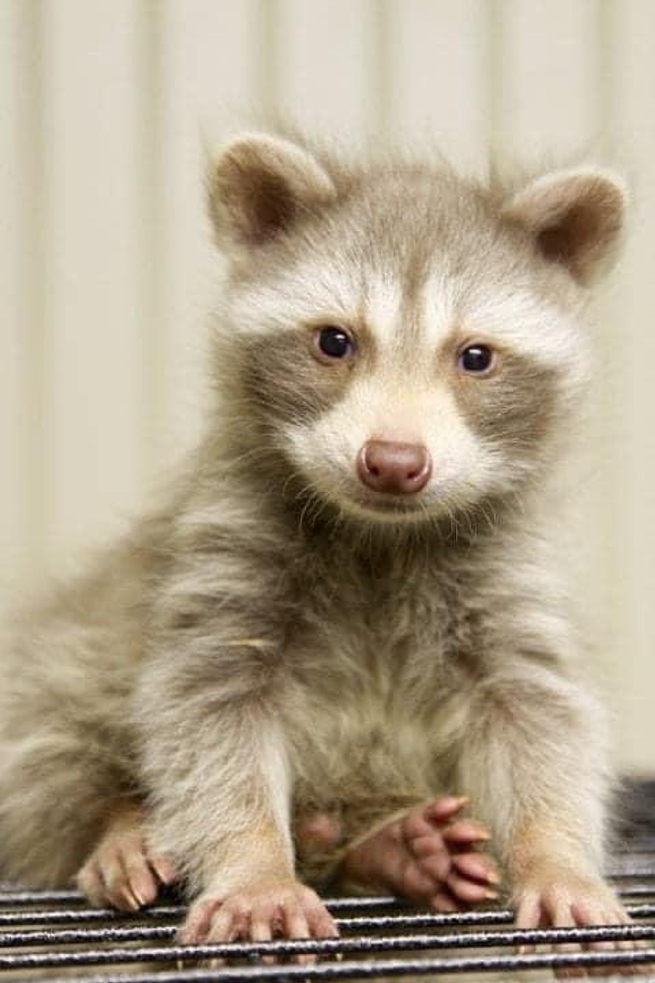 An adorable raccoon.