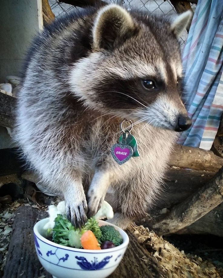 An adorable raccoon.