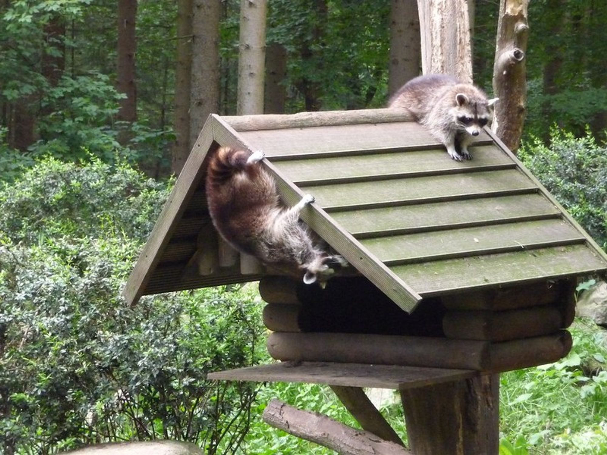 An adorable raccoon.