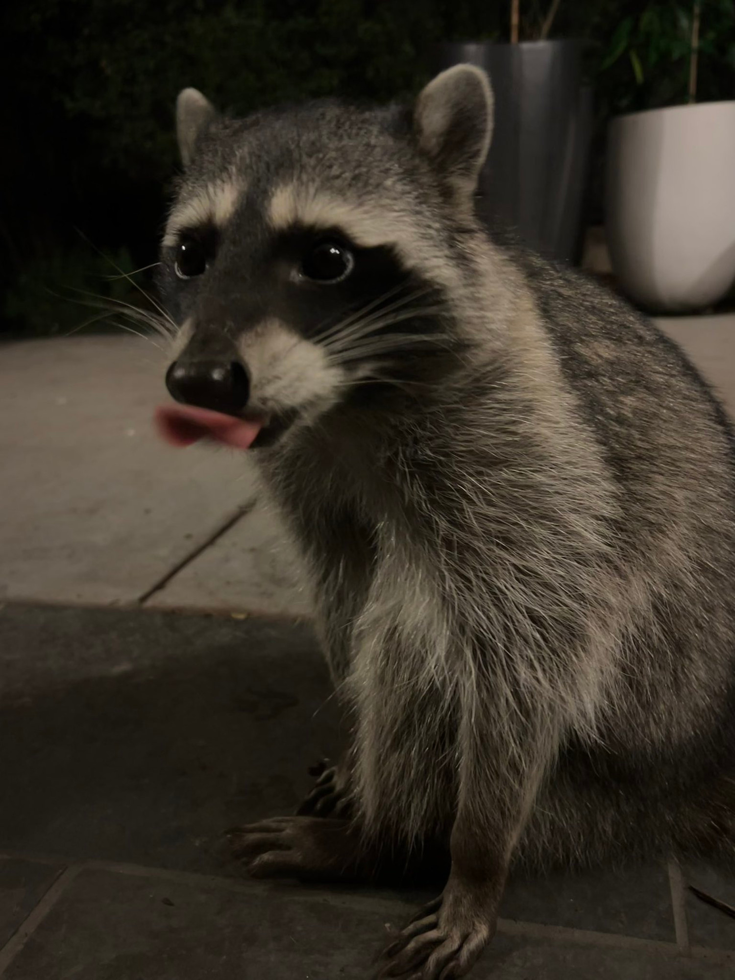 An adorable raccoon.