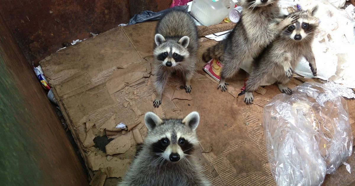 An adorable raccoon.