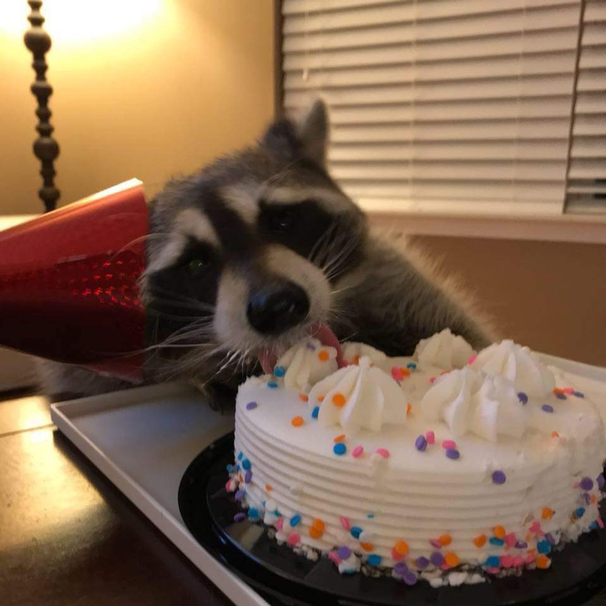 An adorable raccoon.